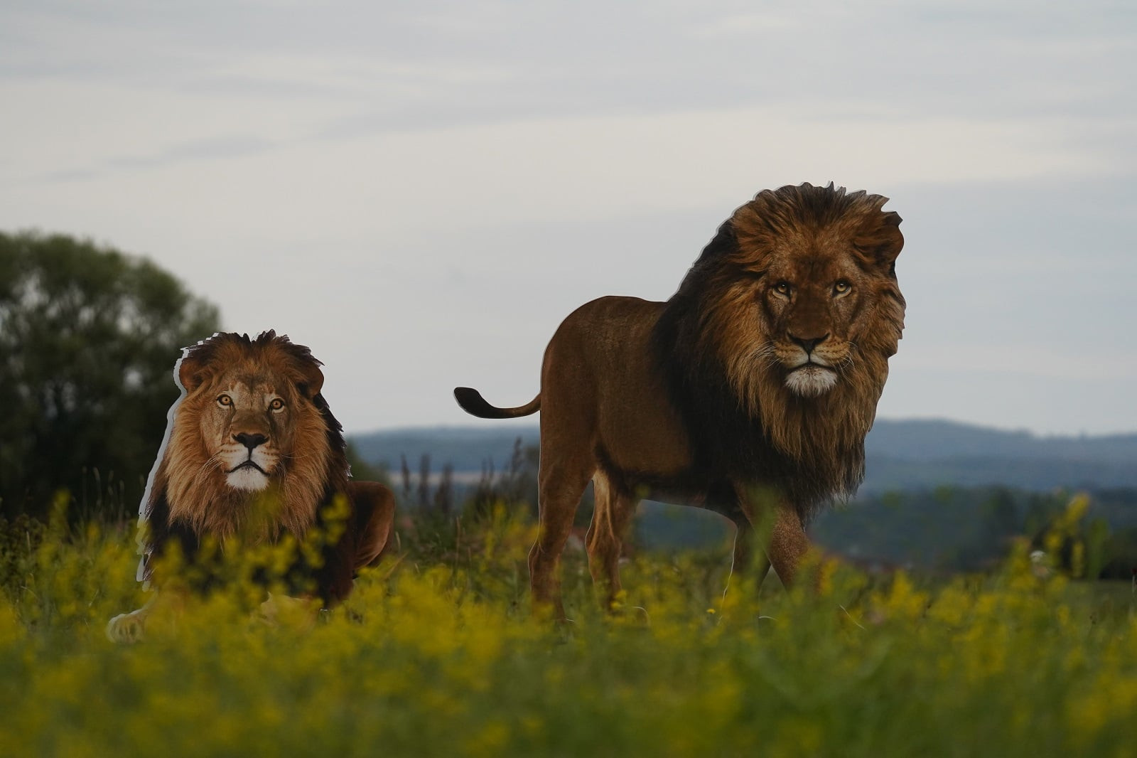 Schwalm statt Safari 2020_Löwen