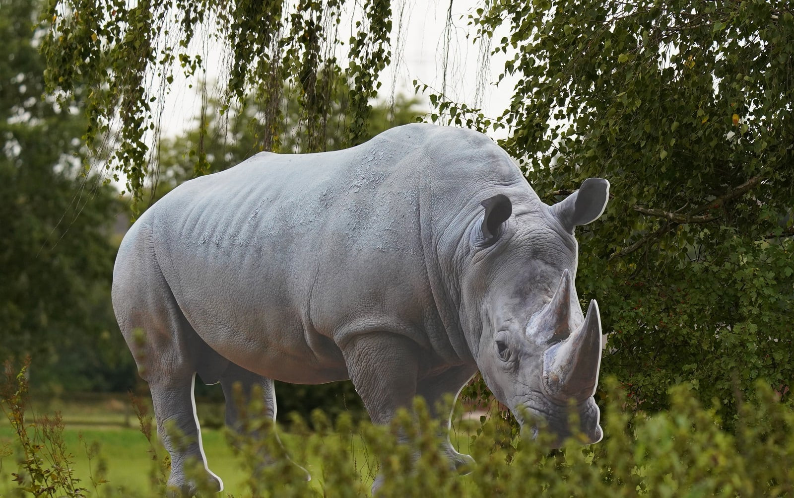 Schwalm statt Safari 2020_Nashorn