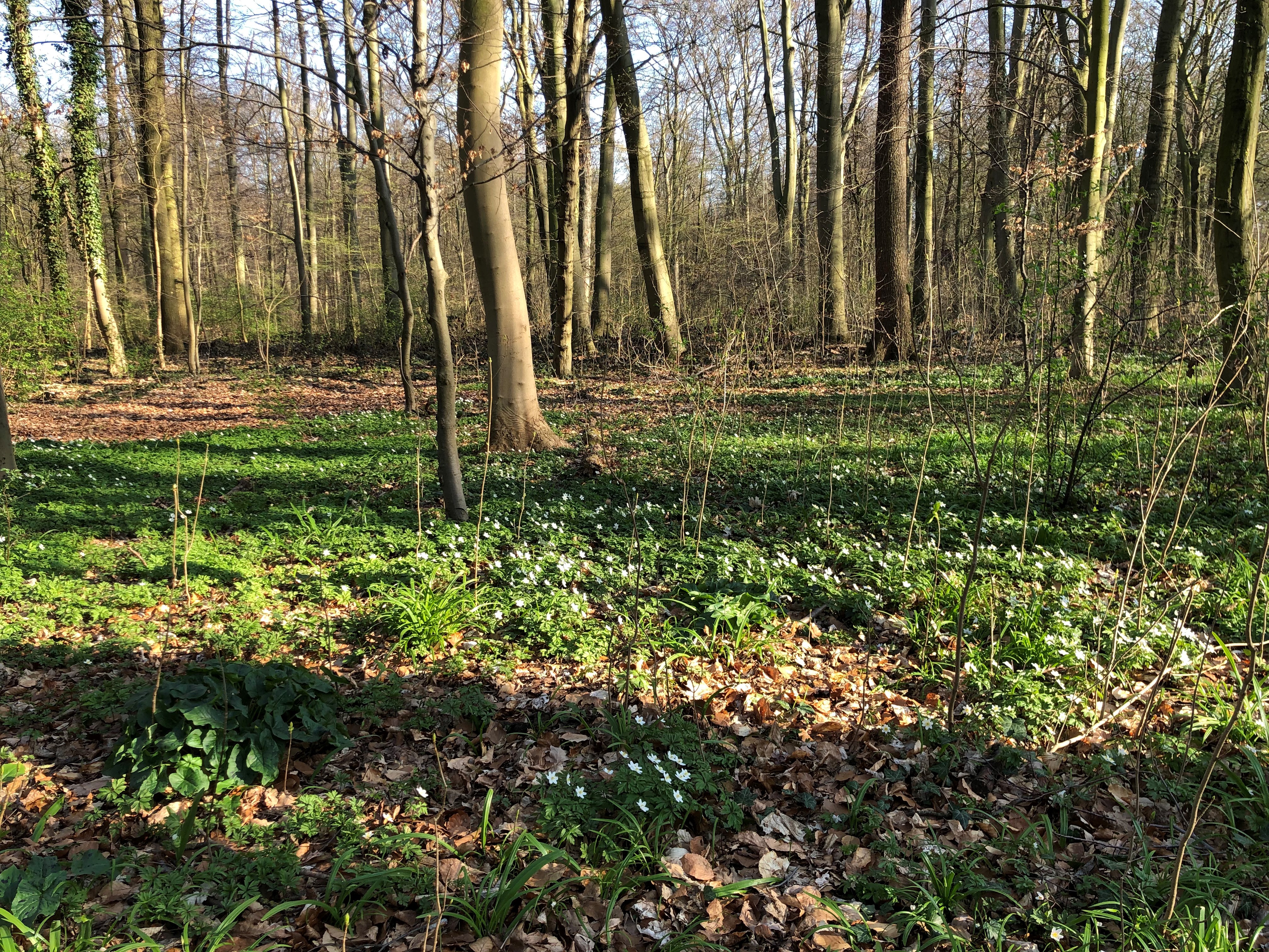 Waldbaden - Grüne Kur in Bad Rehburg (Veranstaltungsname)