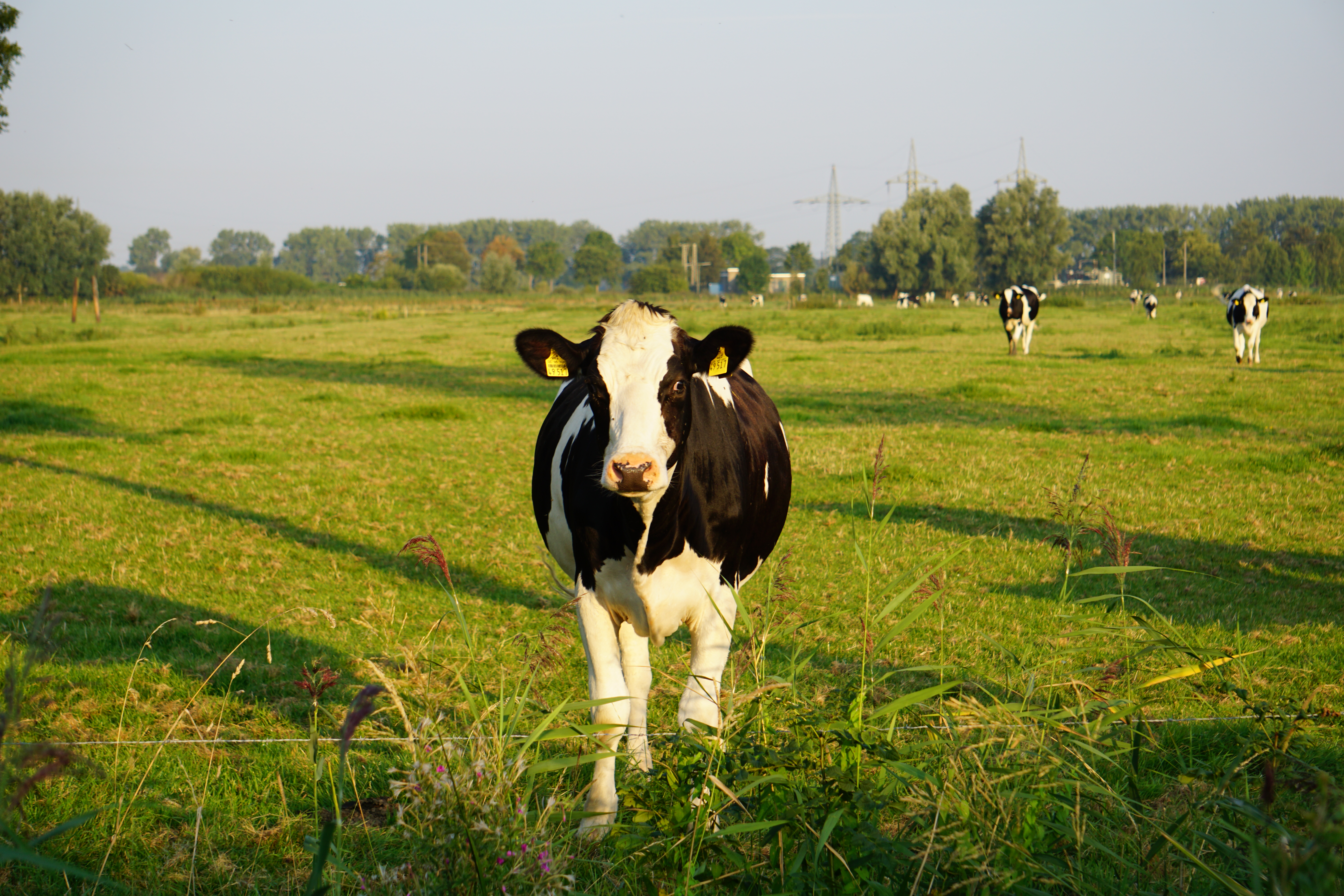 Milch-Ku(h)l-Tour - Elsfleth