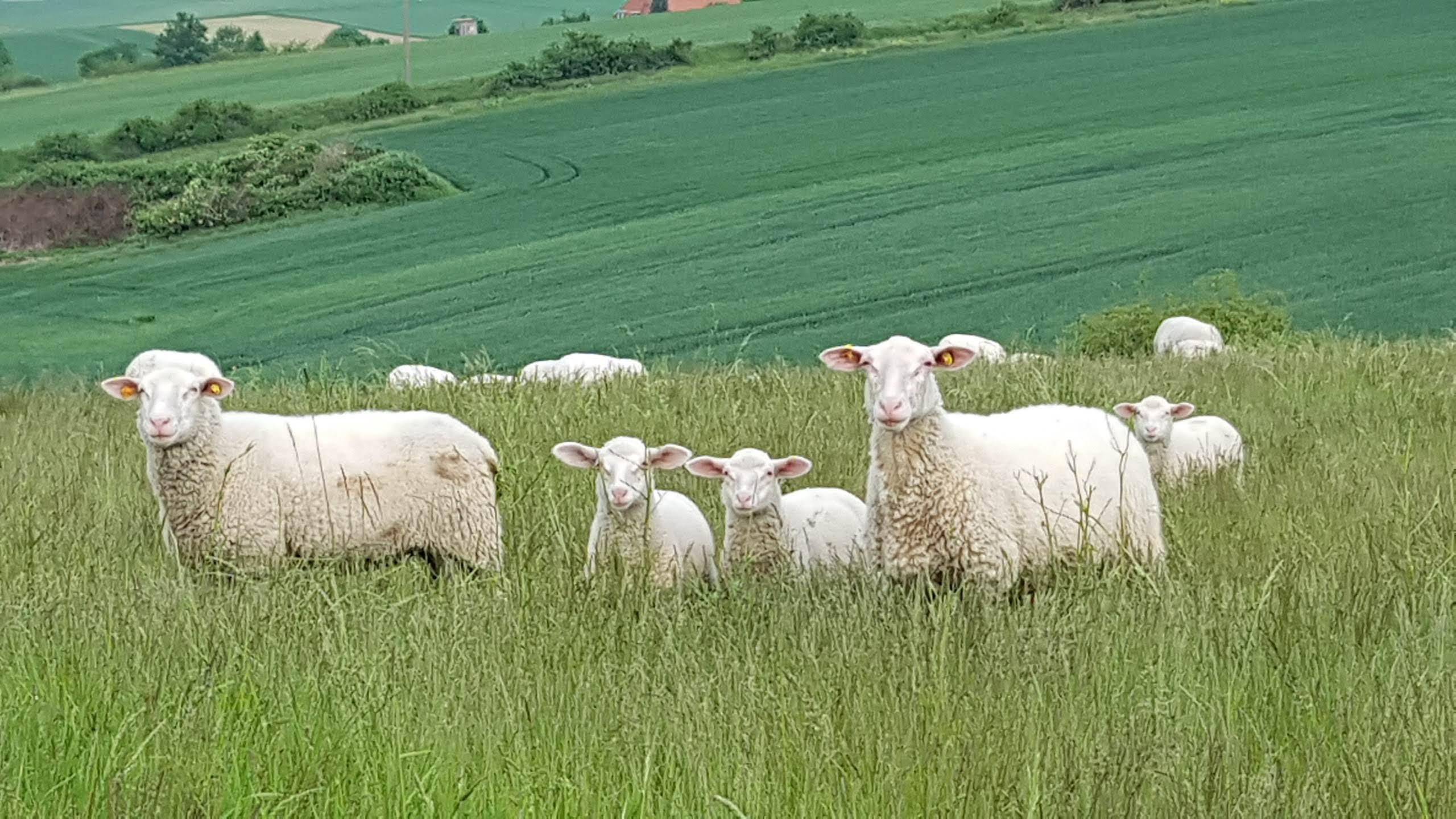 Landwirtschaftlicher Betrieb Dohlenburg