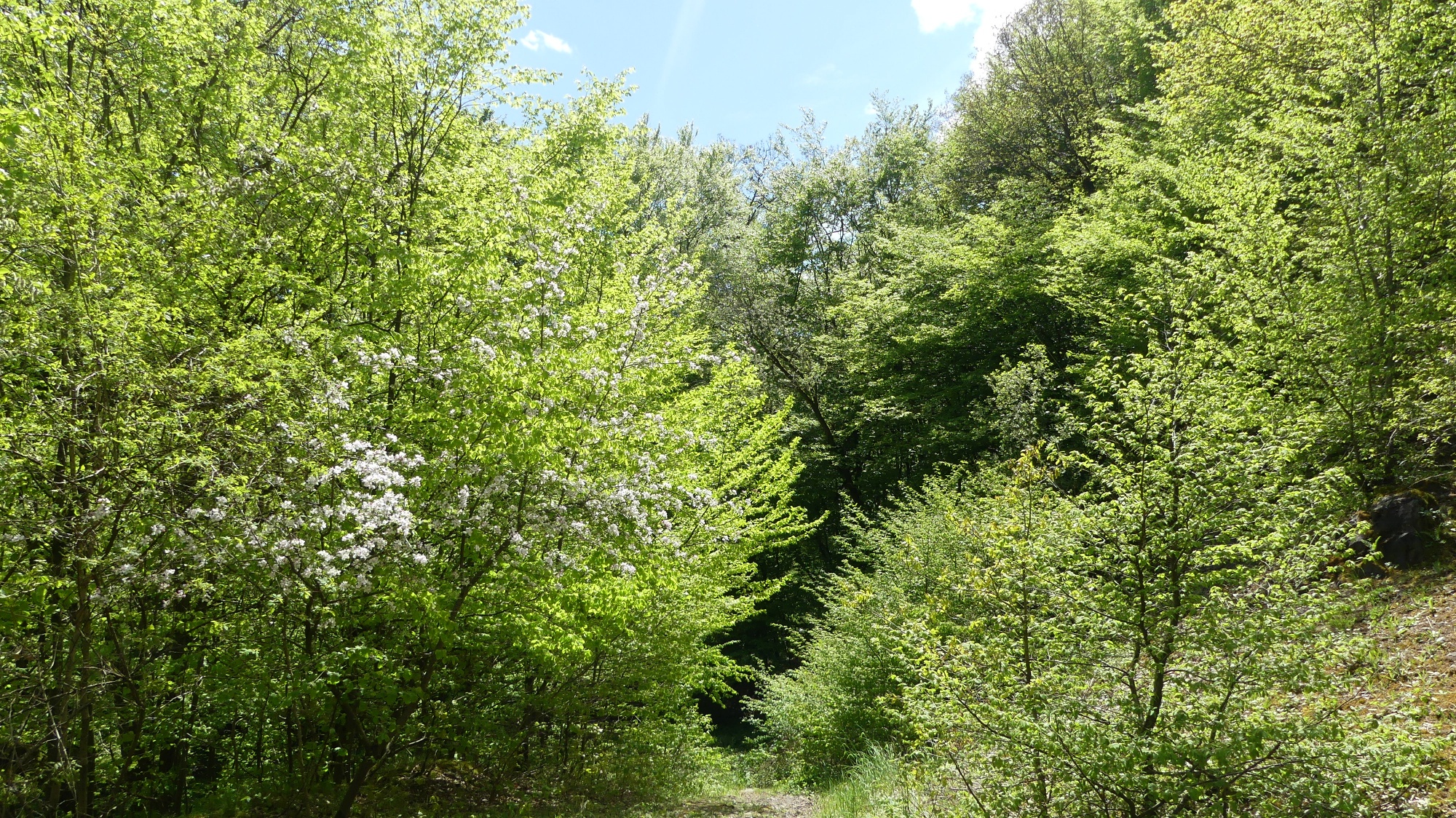 Frühlingsstimmung an der Bergfreiheiter Welle