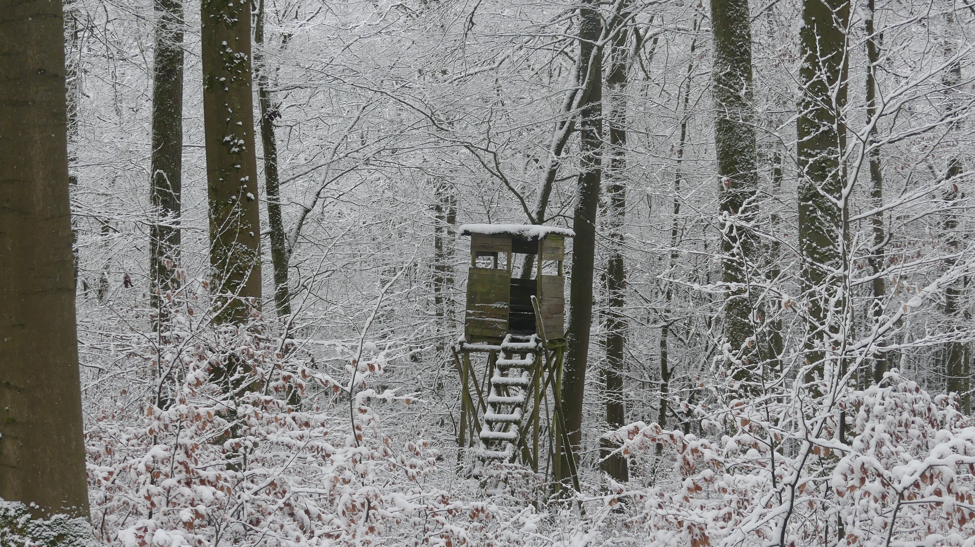 Hochsitz im Winterwald