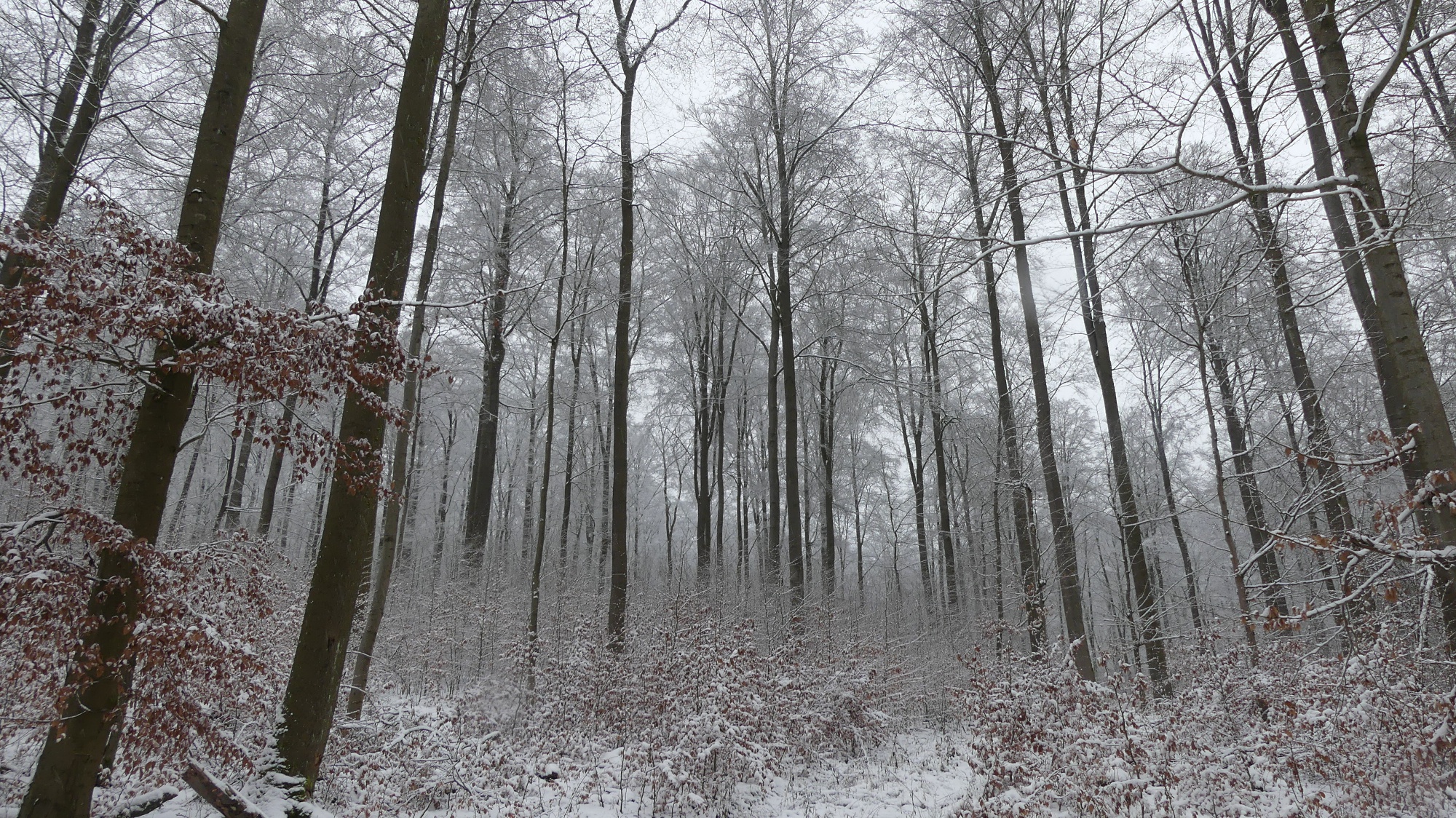 Winter-Impression im Buchenwald