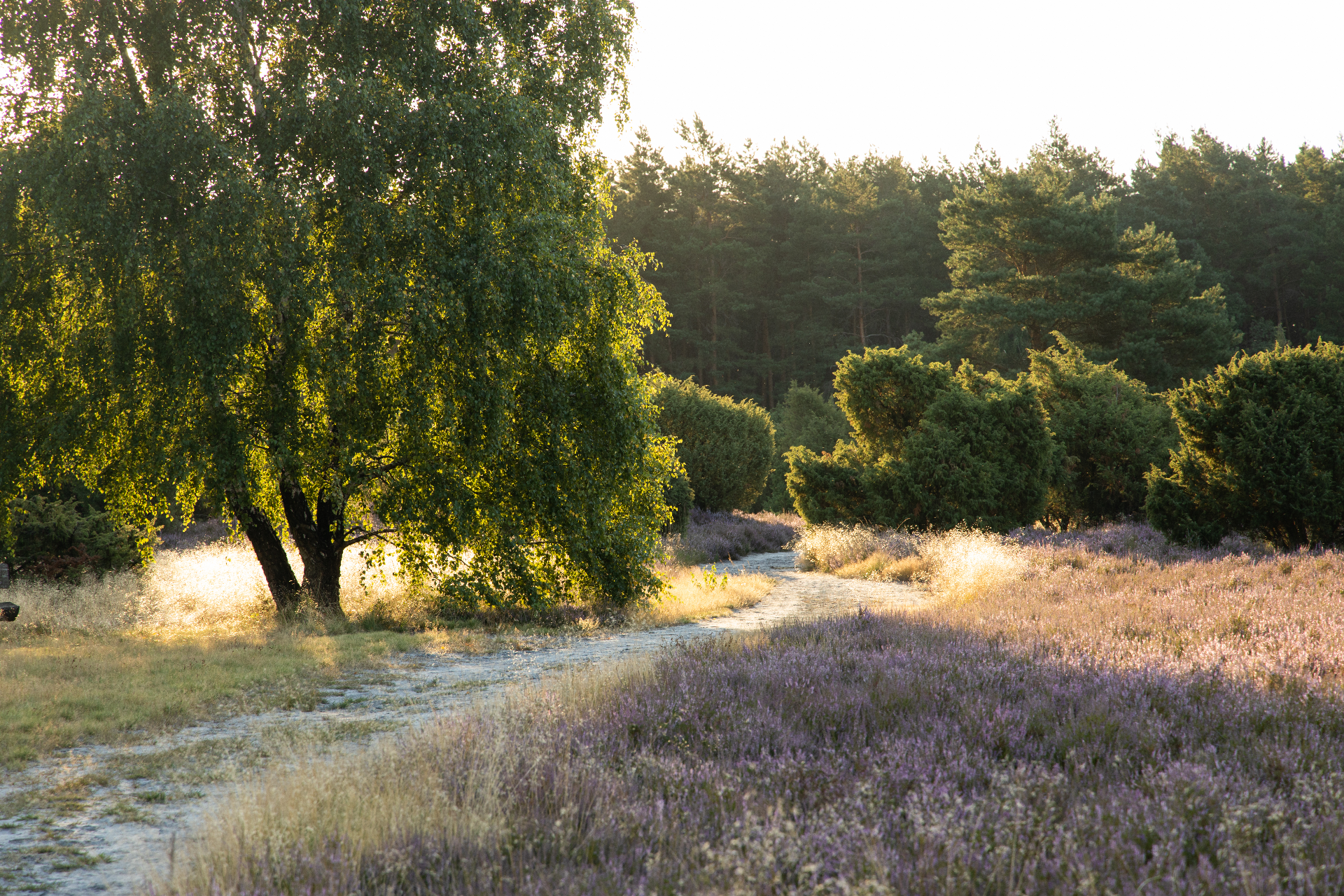 Rehrhofer Heide