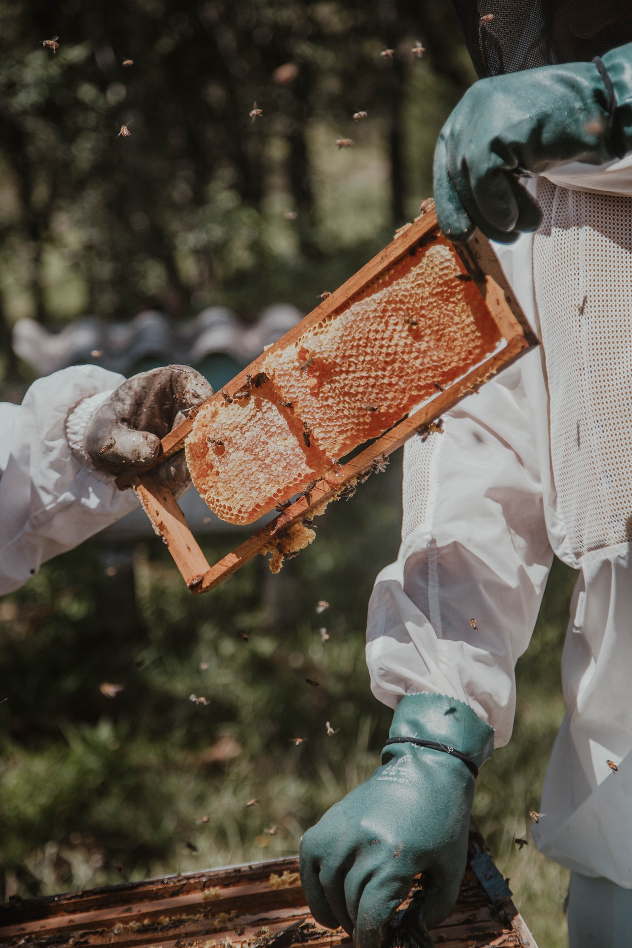 Honig ernten