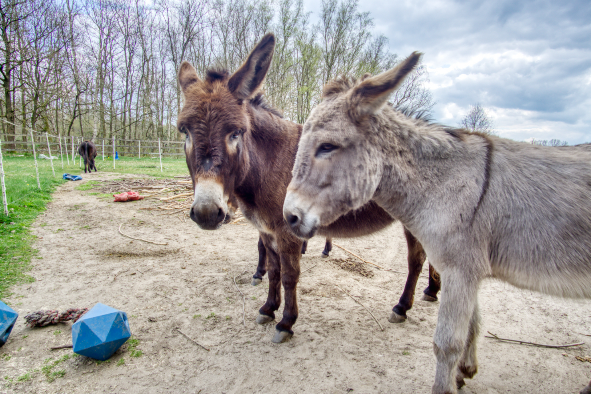 Eselwanderungen mit Herz und Huf