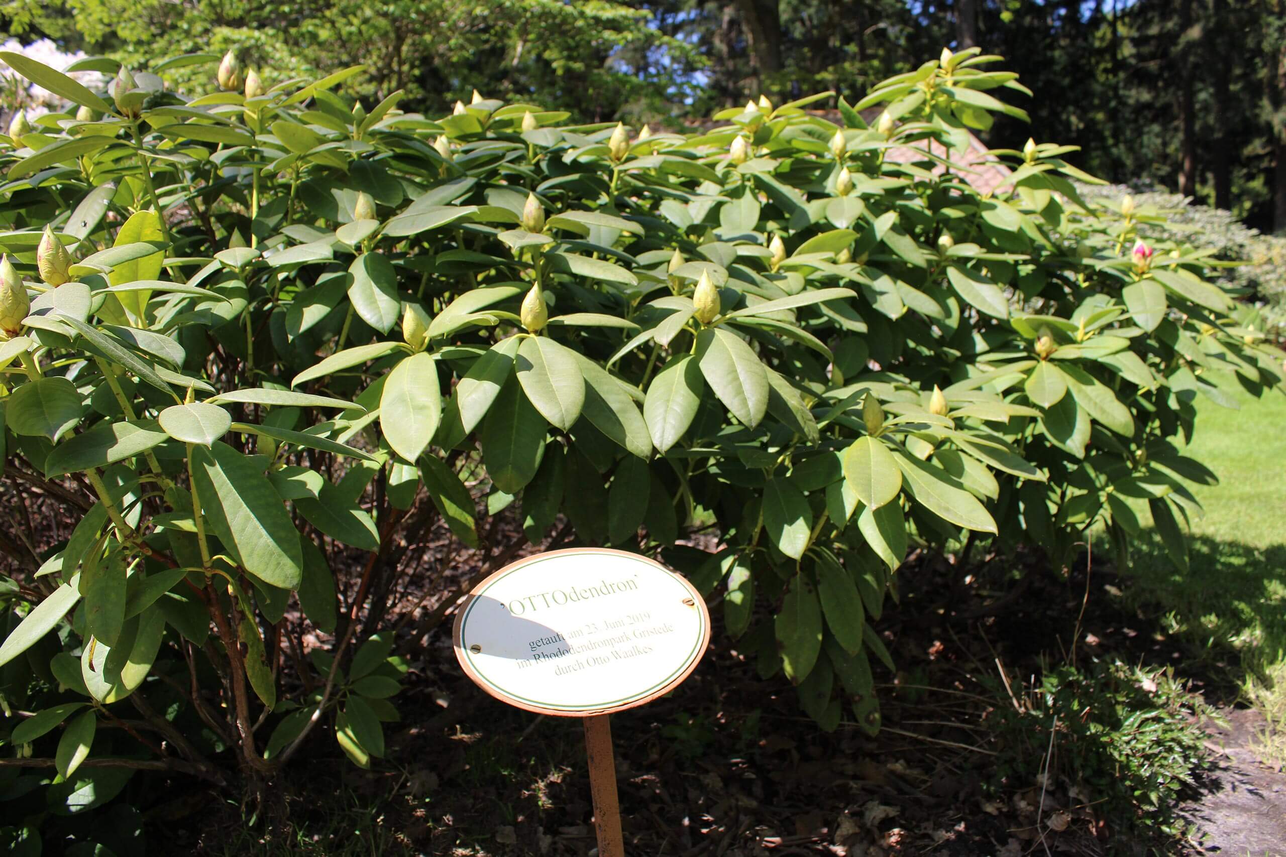 OTTOdendron