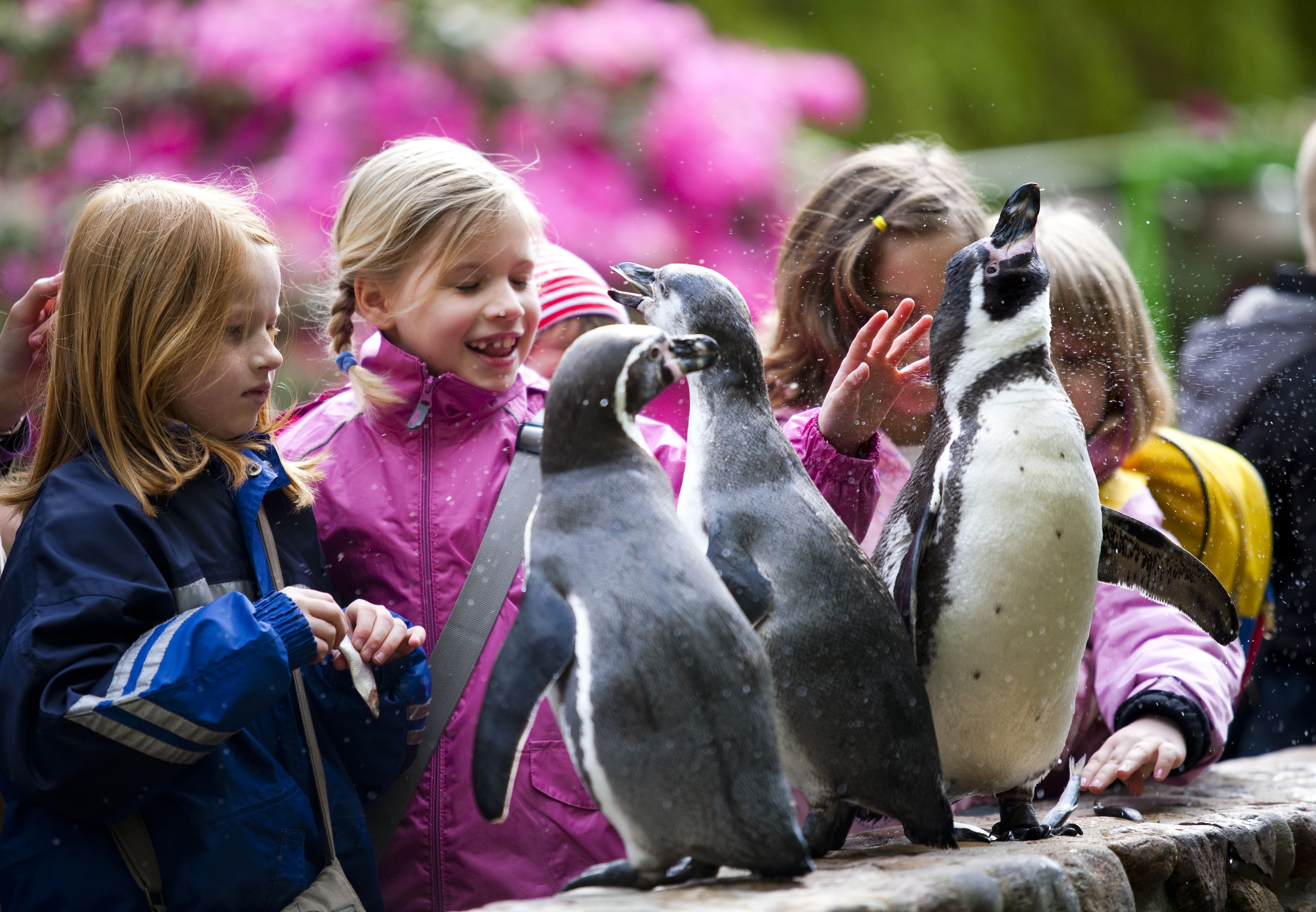 Mitmachfuetterung-pinguine-foto-ccbysa-foto©weltvogelpark-walsrode.jpg
