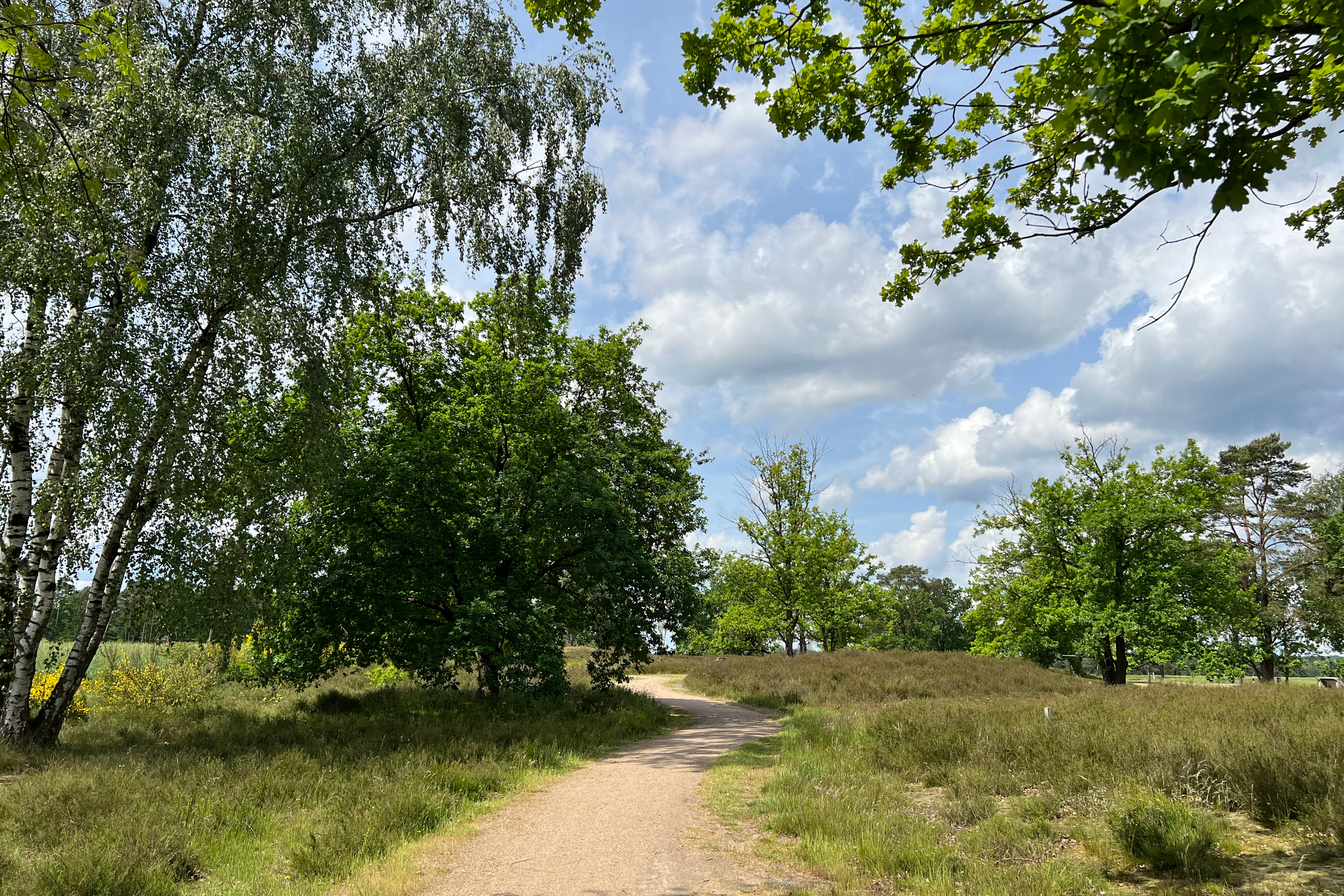 Rundgang durch die Behringer Hügelgräberheide