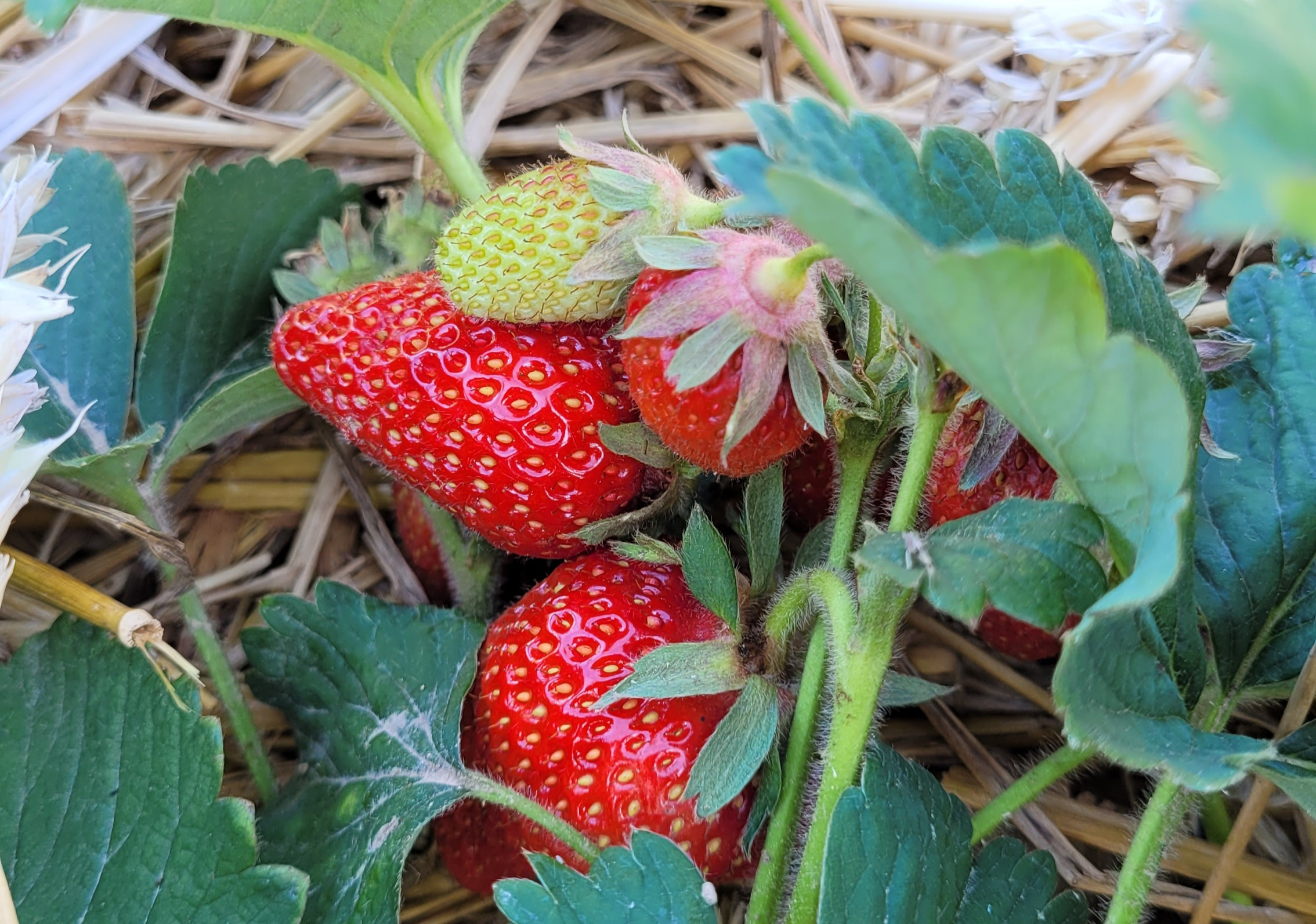 Erdbeeren vom Hof Plumeyer