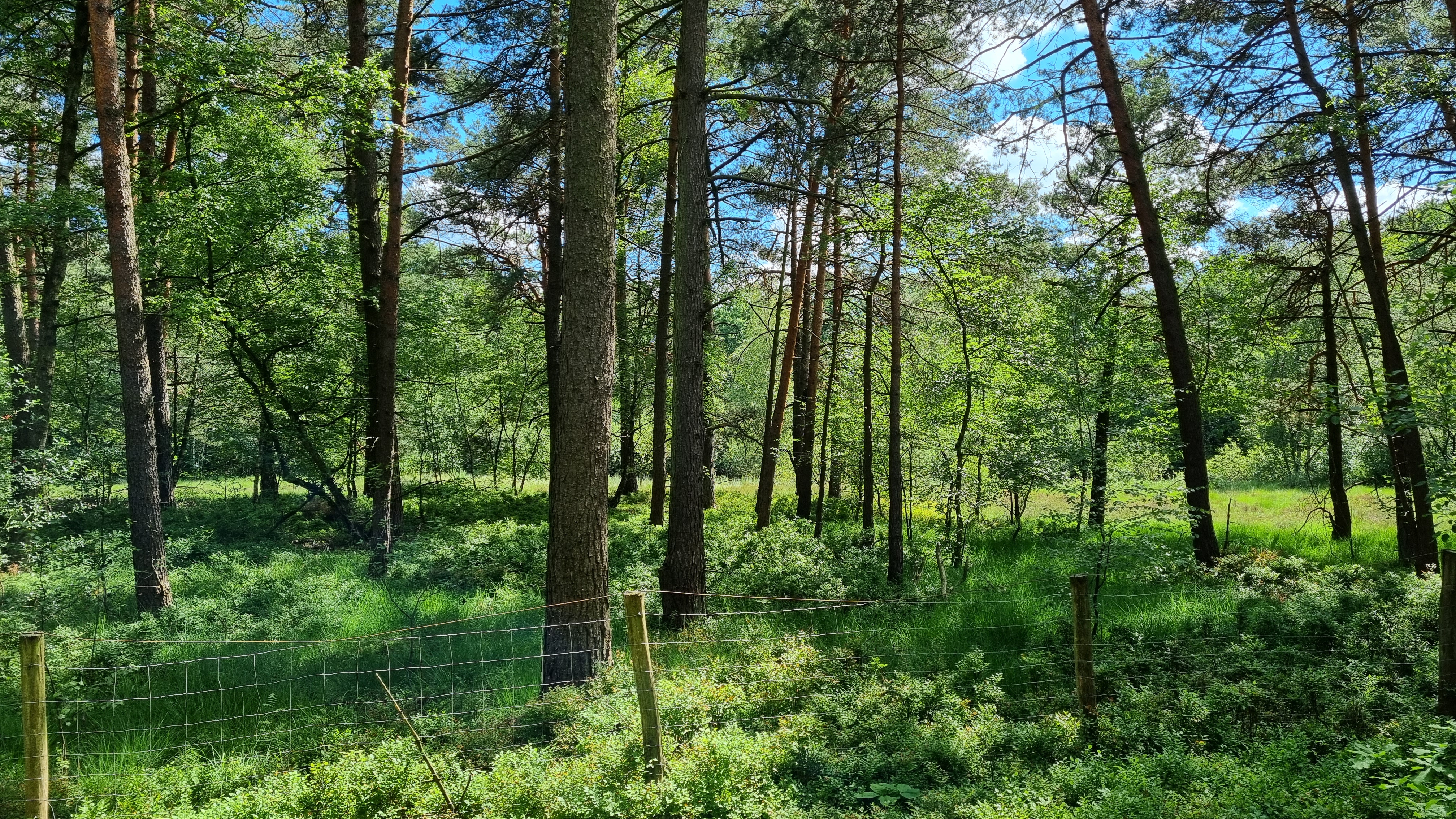 Naturschutzgebiet Kipshagener Teiche in Schloß Holte-Stukenbrock