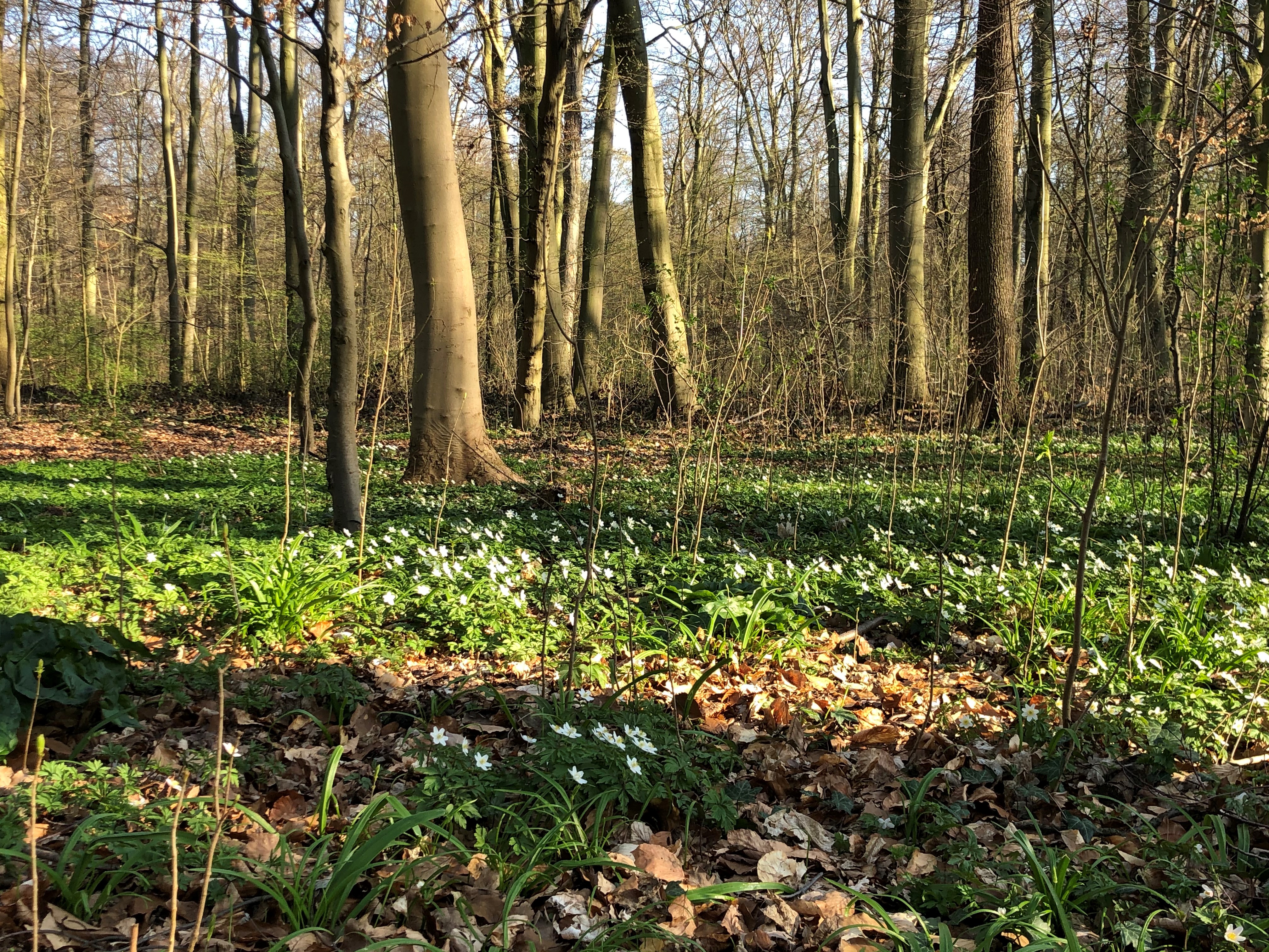 Waldcampus
