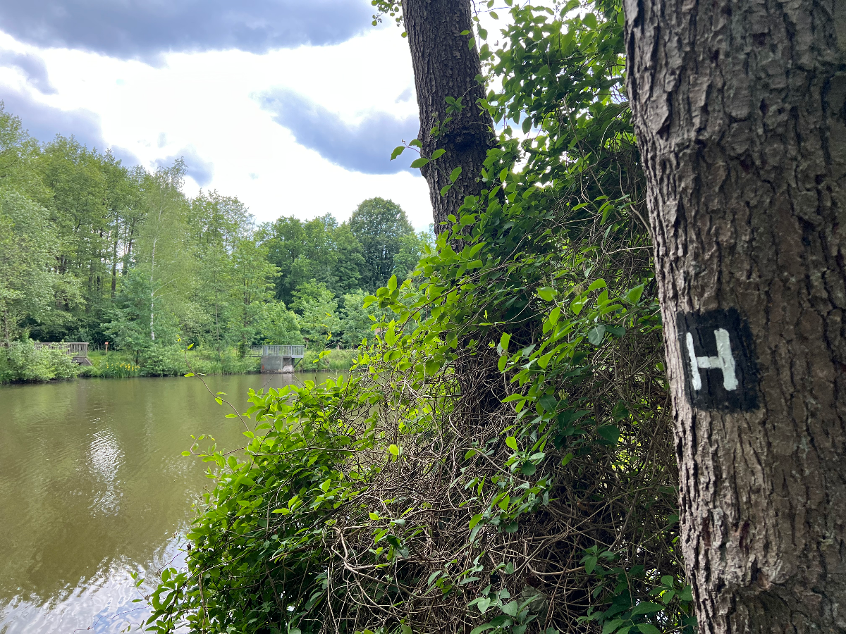 Niederhaverbeck - Bispingen (17 km) Etappe 5