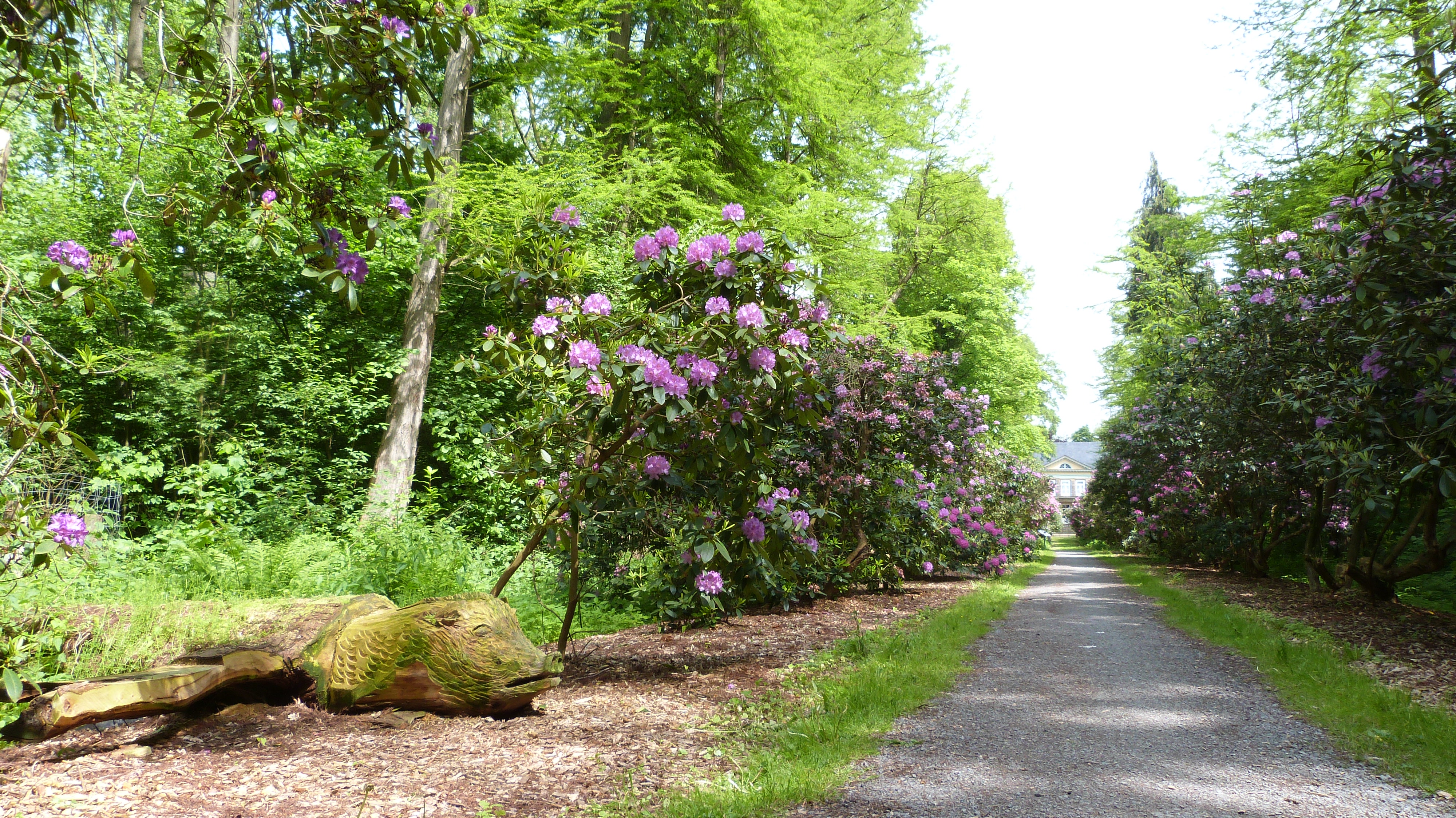 Rhododendron Allee