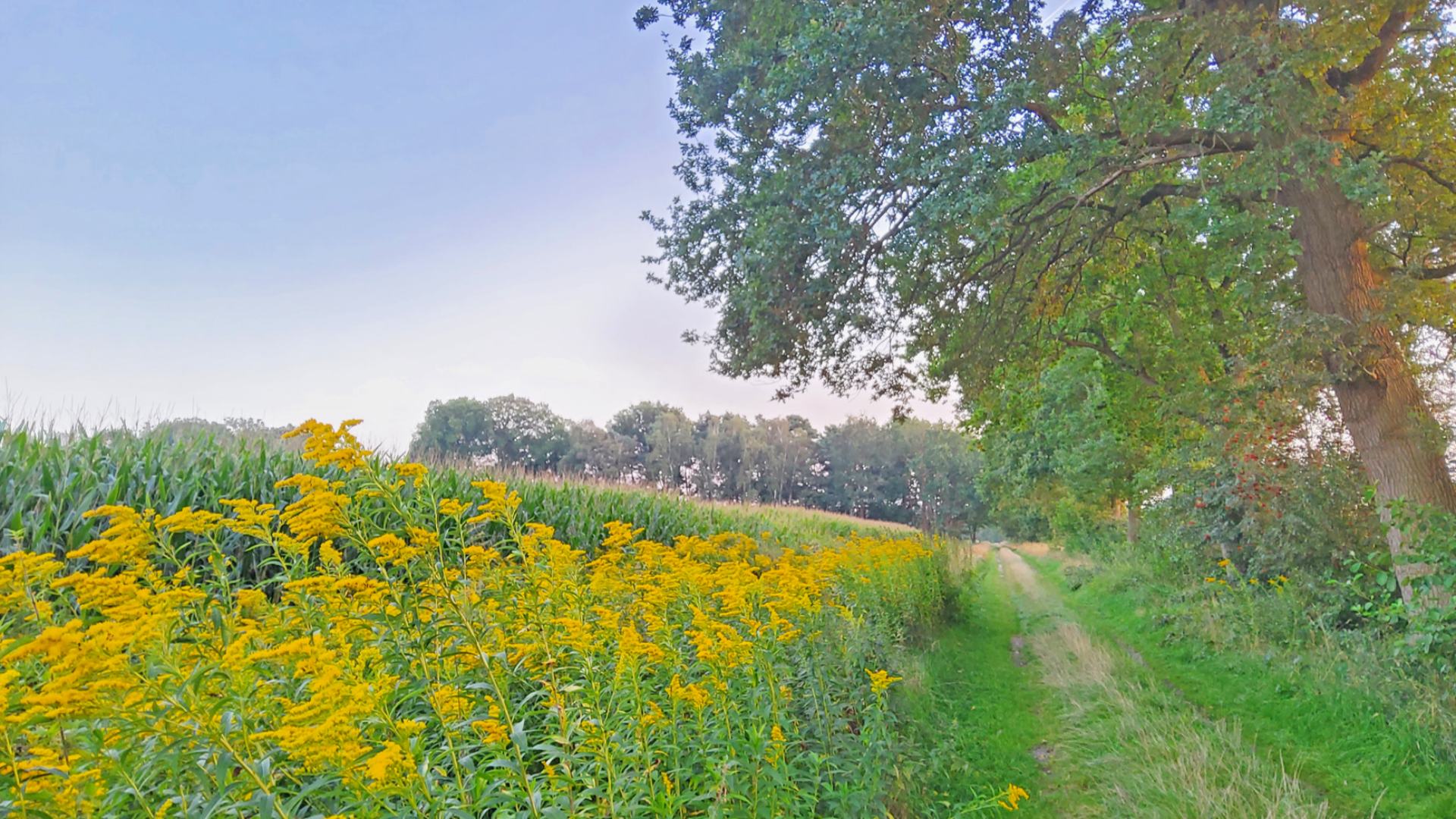 ORTSWEG Rund um Buchholz