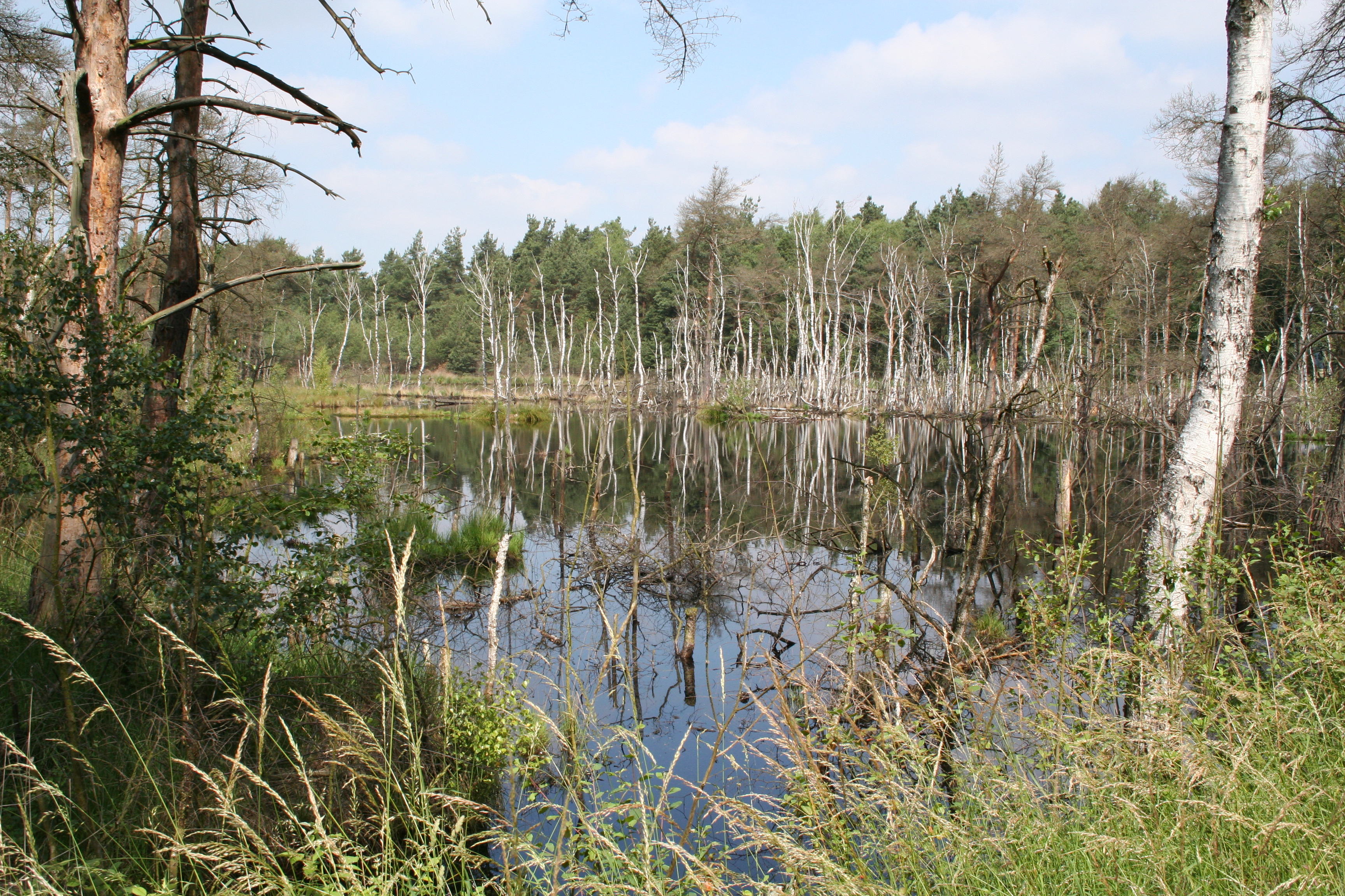 Rehburger Moor