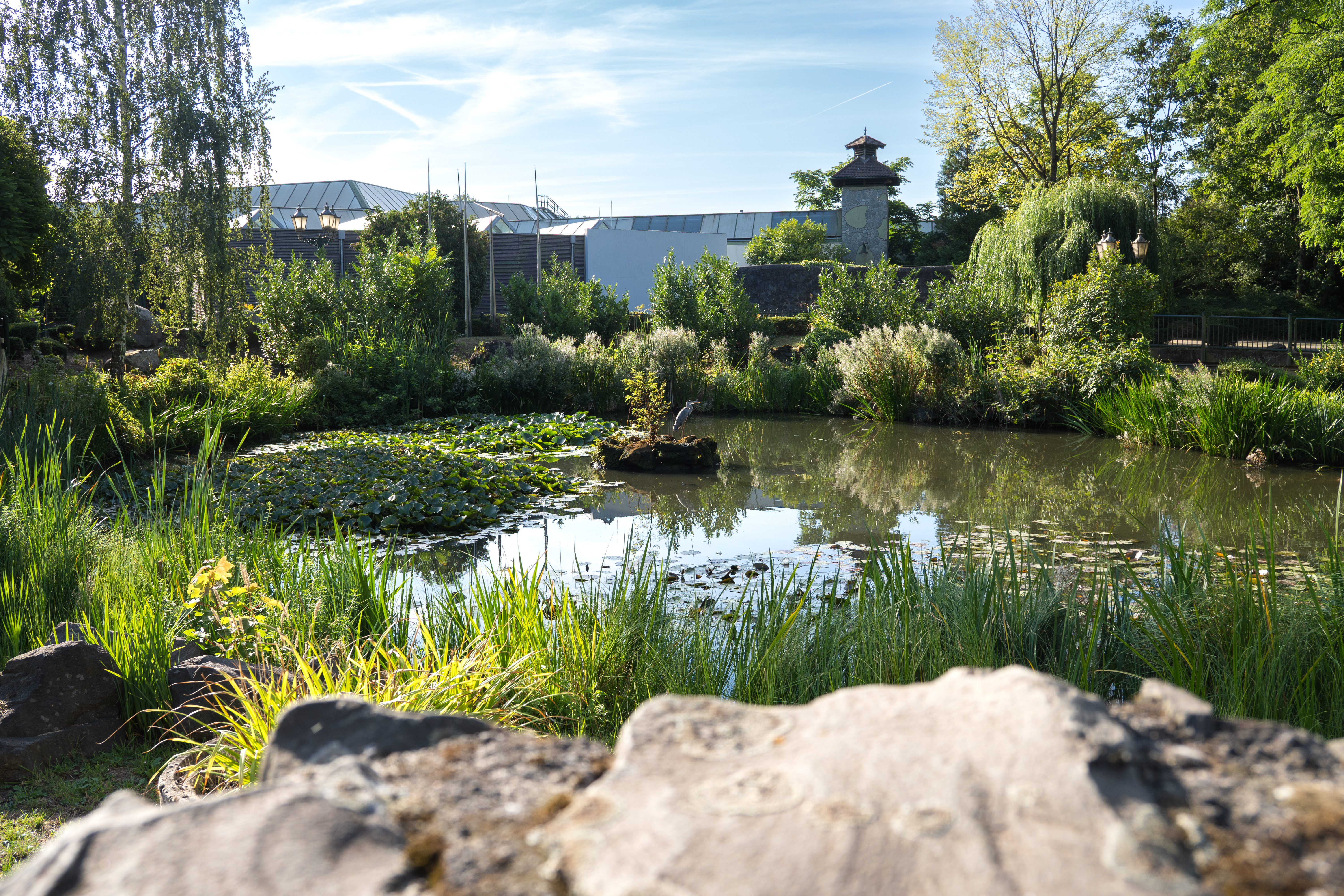 Revierpark Mattlerbusch Teich mit Reiher