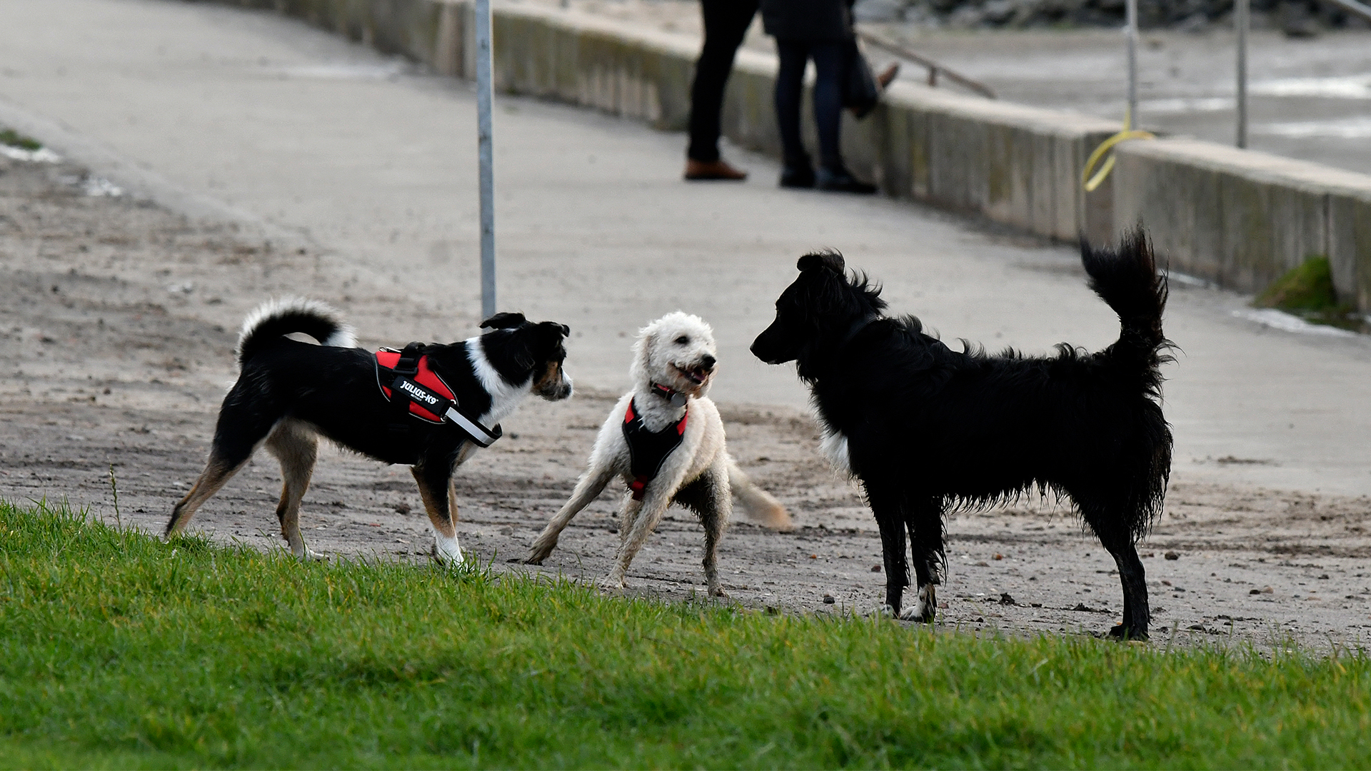 Hunde am Grünstrand in Dorum-Neufeld