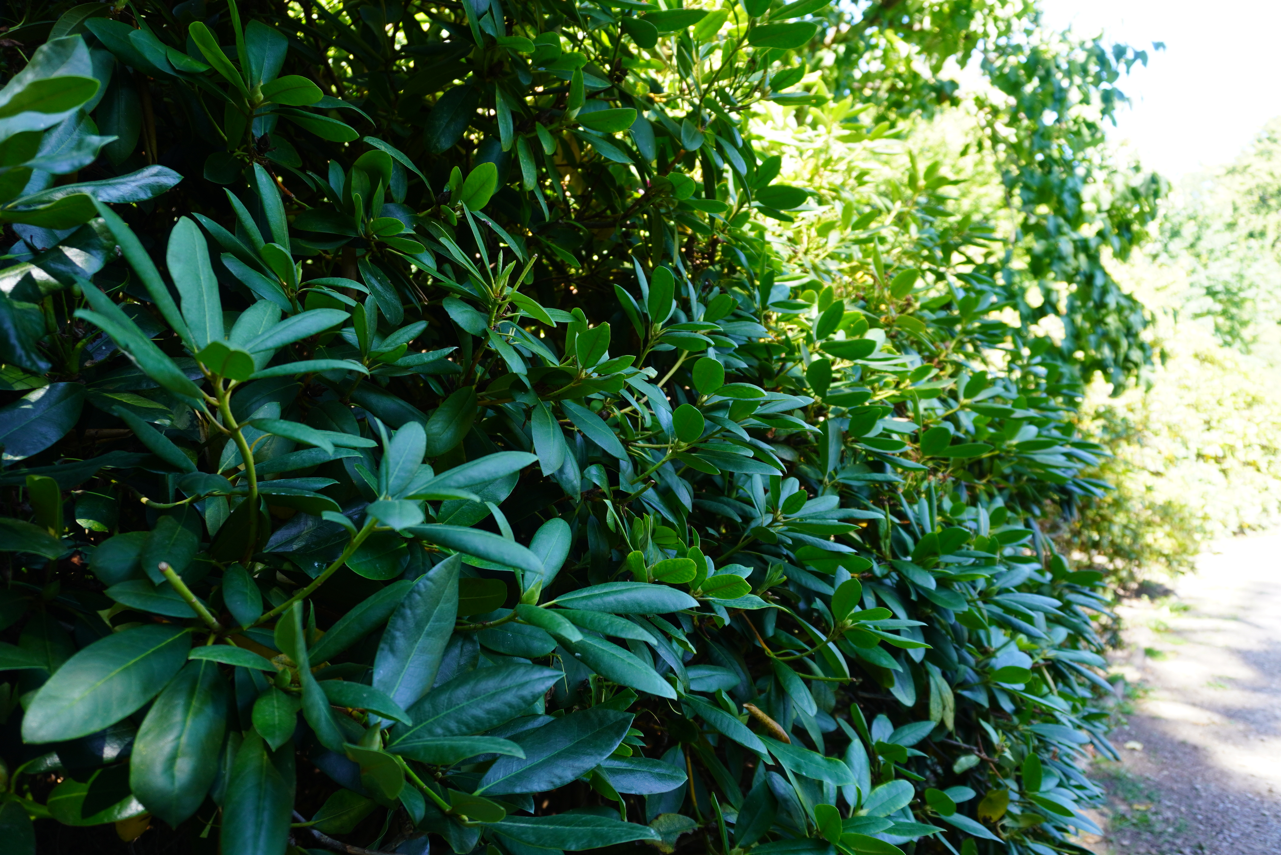 Rhododendron-Park Verden