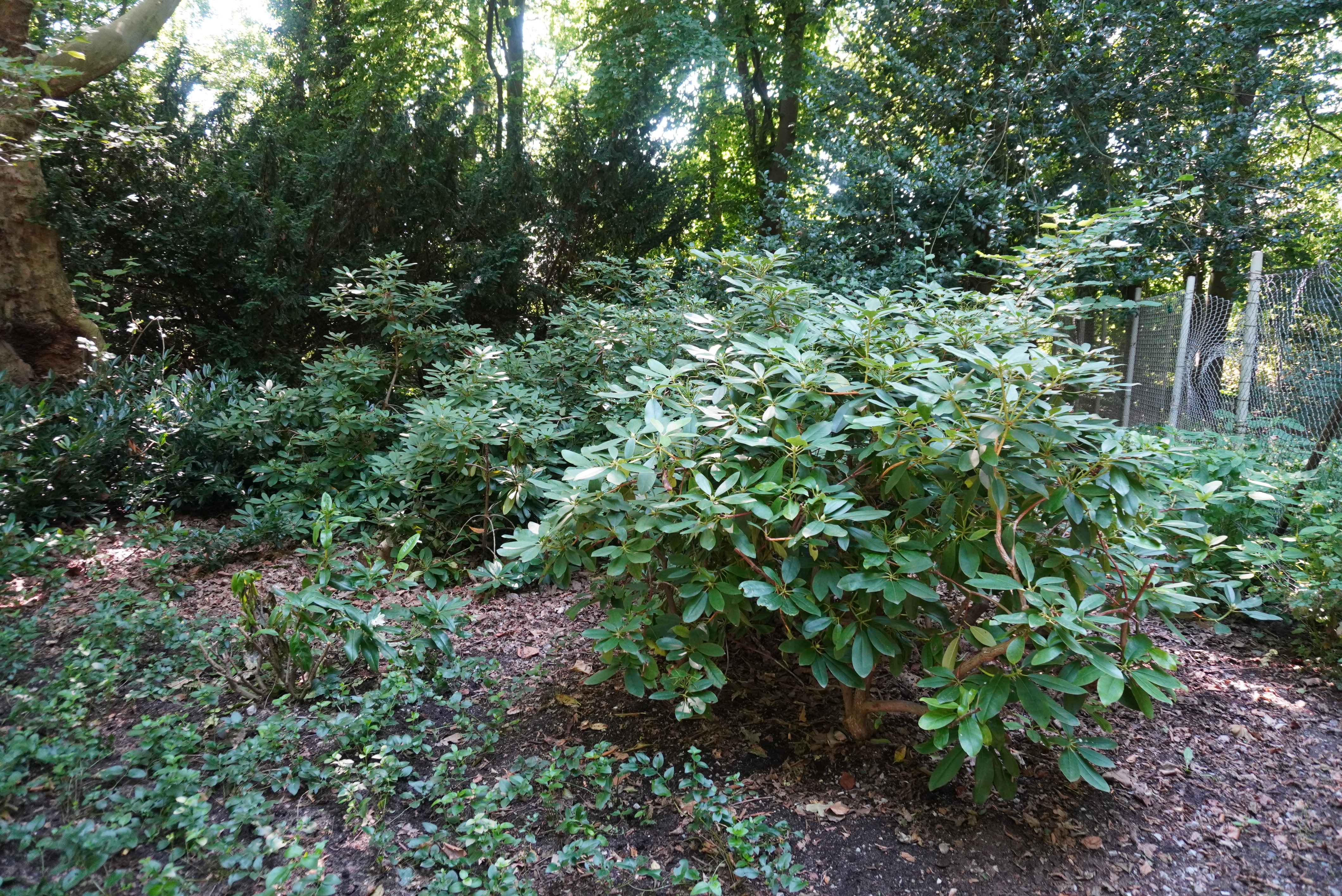 taxus media hicksii hecke Hicks Yew - Upright Columnar Evergreen