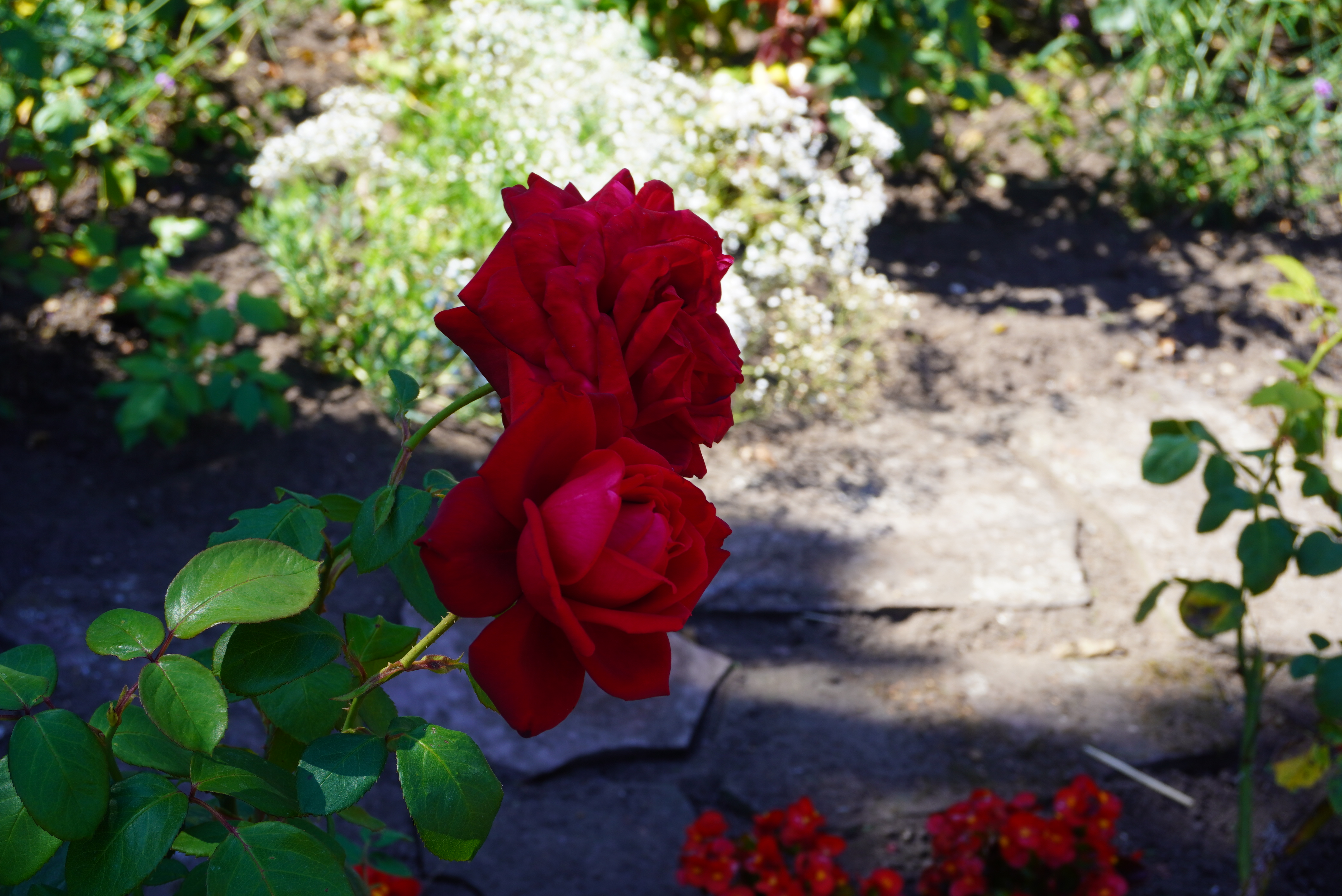 Rosengarten