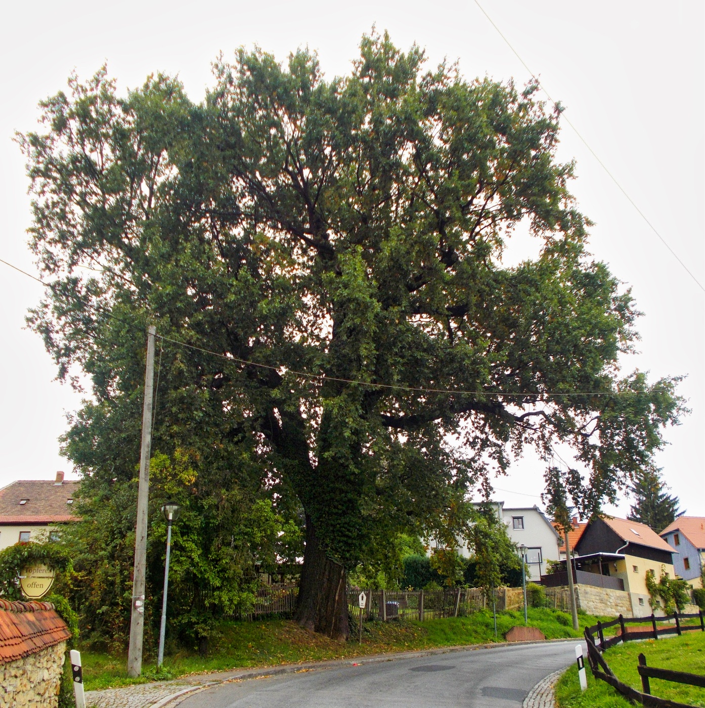 Alte Pesteiche (Pesterwitz) – Motiv