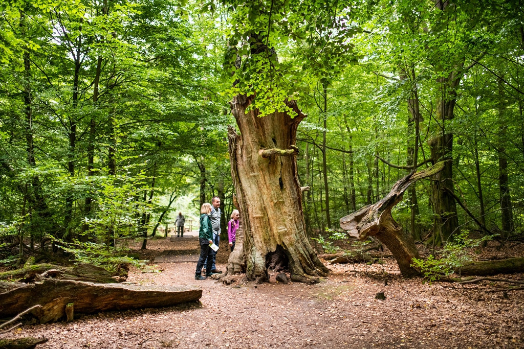 Jahrhunderte alte Bäume im Urwald Sababurg