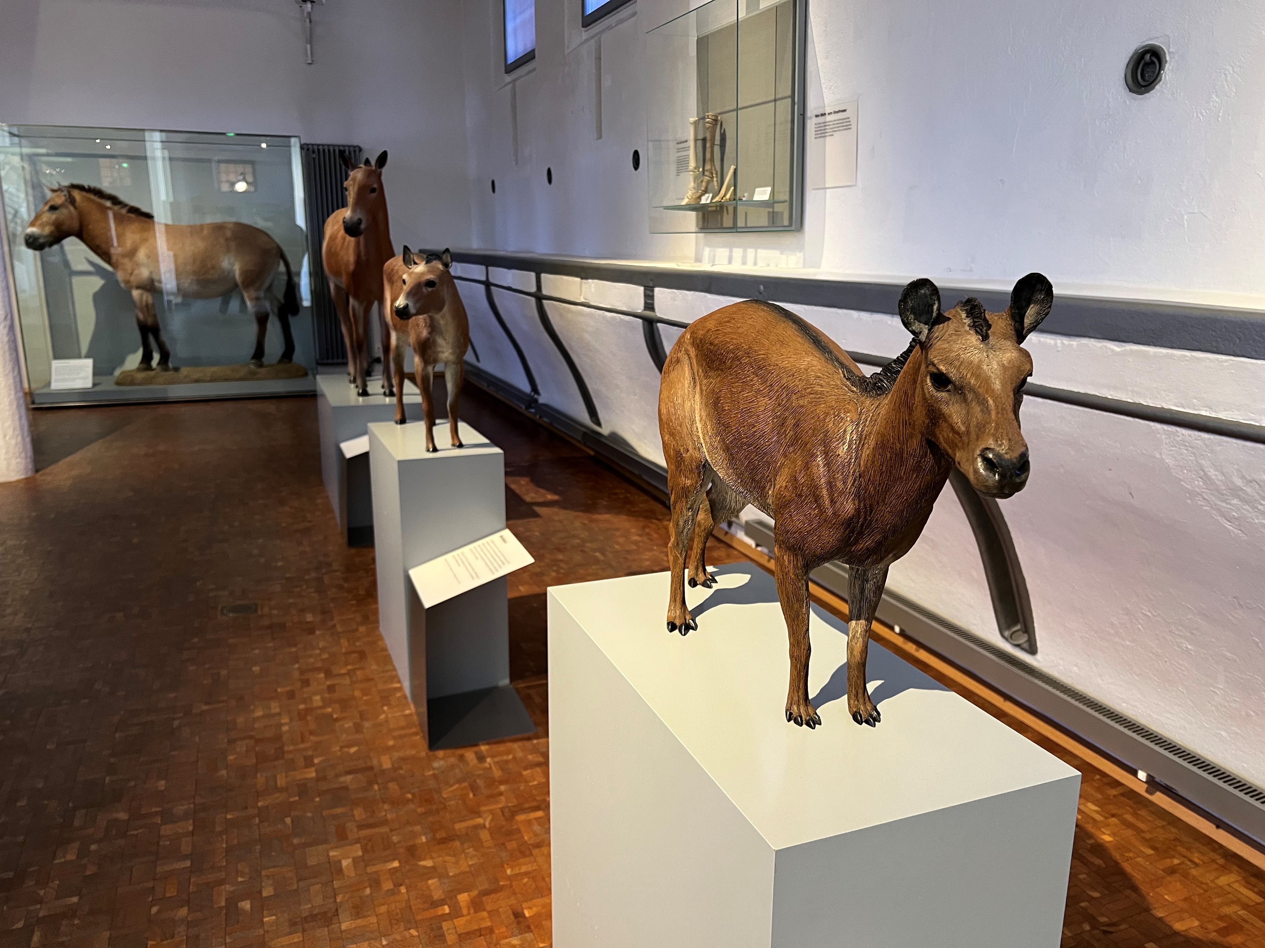 Ein Besuch des Deutschen Pferdemuseums in Verden