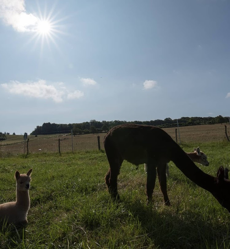 Aplakas auf dem Helenenhof in Erfweiler-Ehlingen