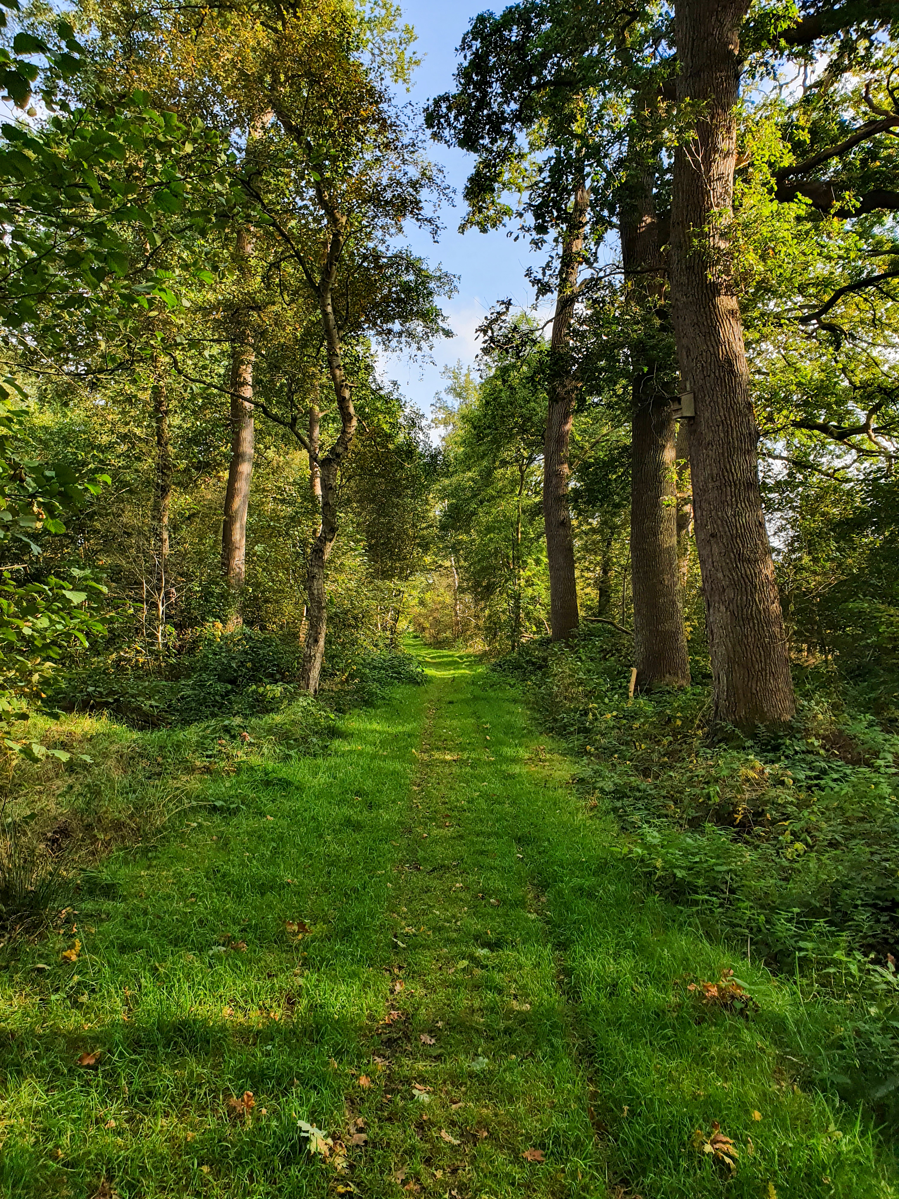 Bollenhagener Moorwald