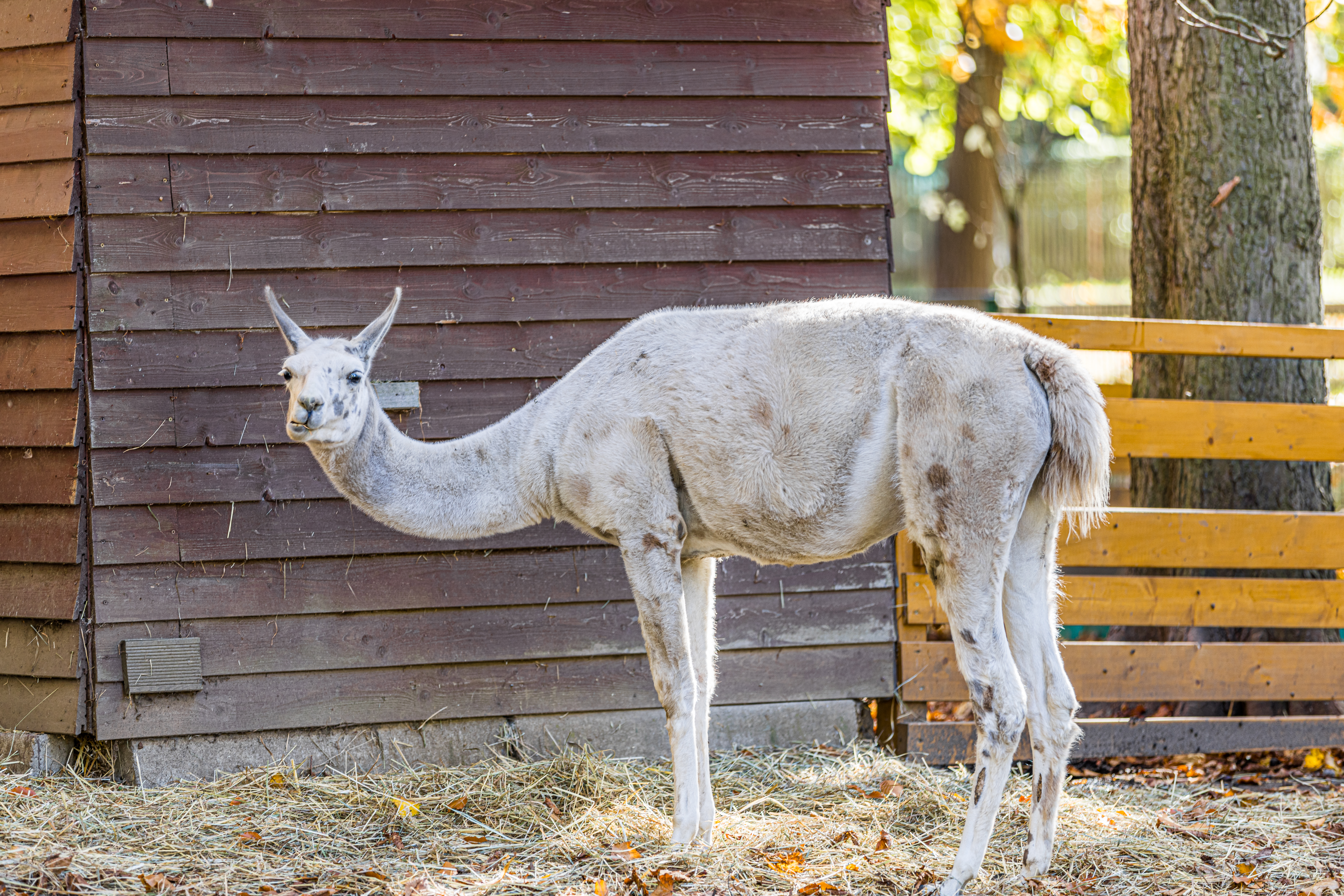 Tierpark Geithain – Motiv