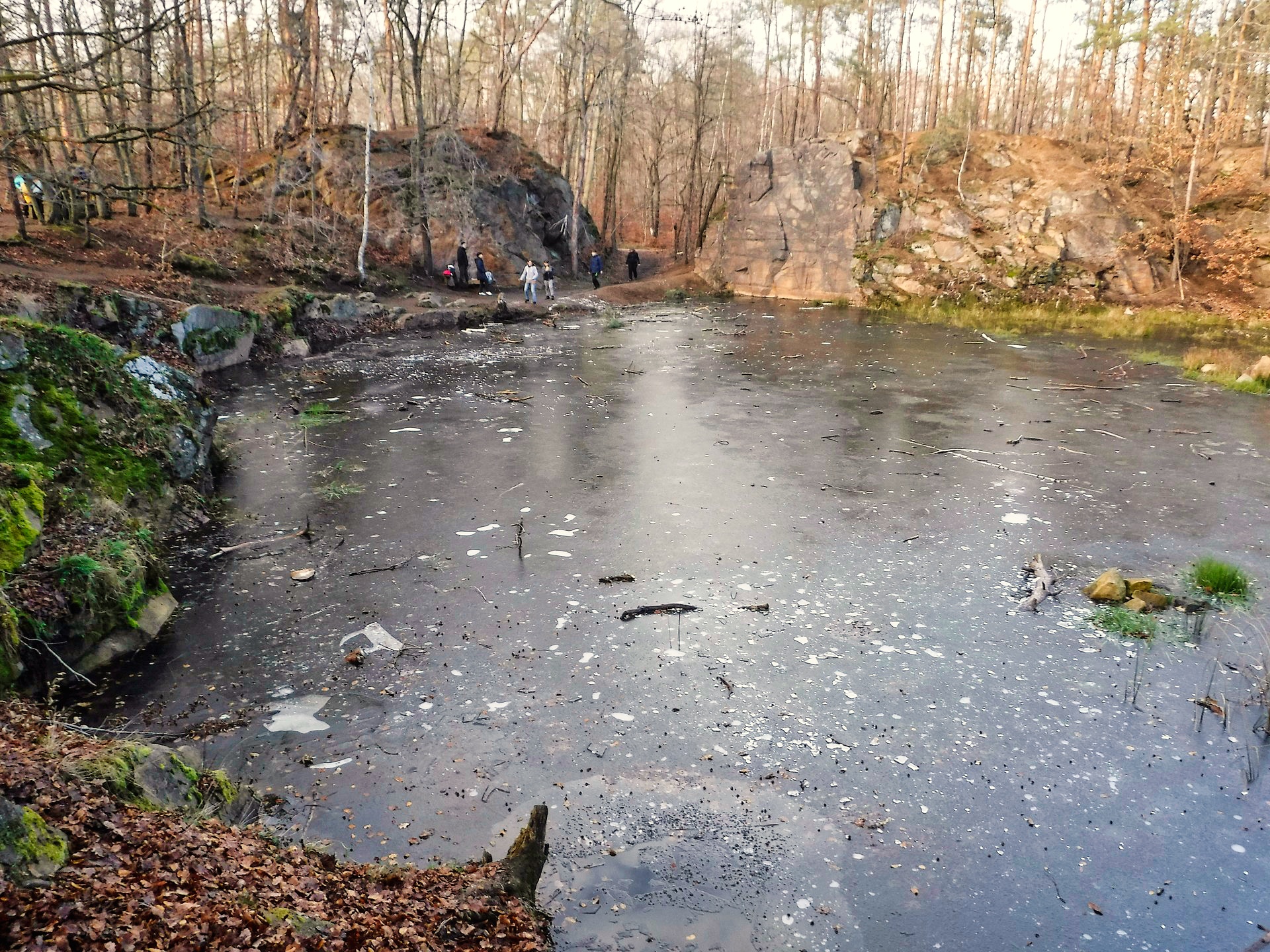 Seerosenteich Friedewald Coswig – Motiv