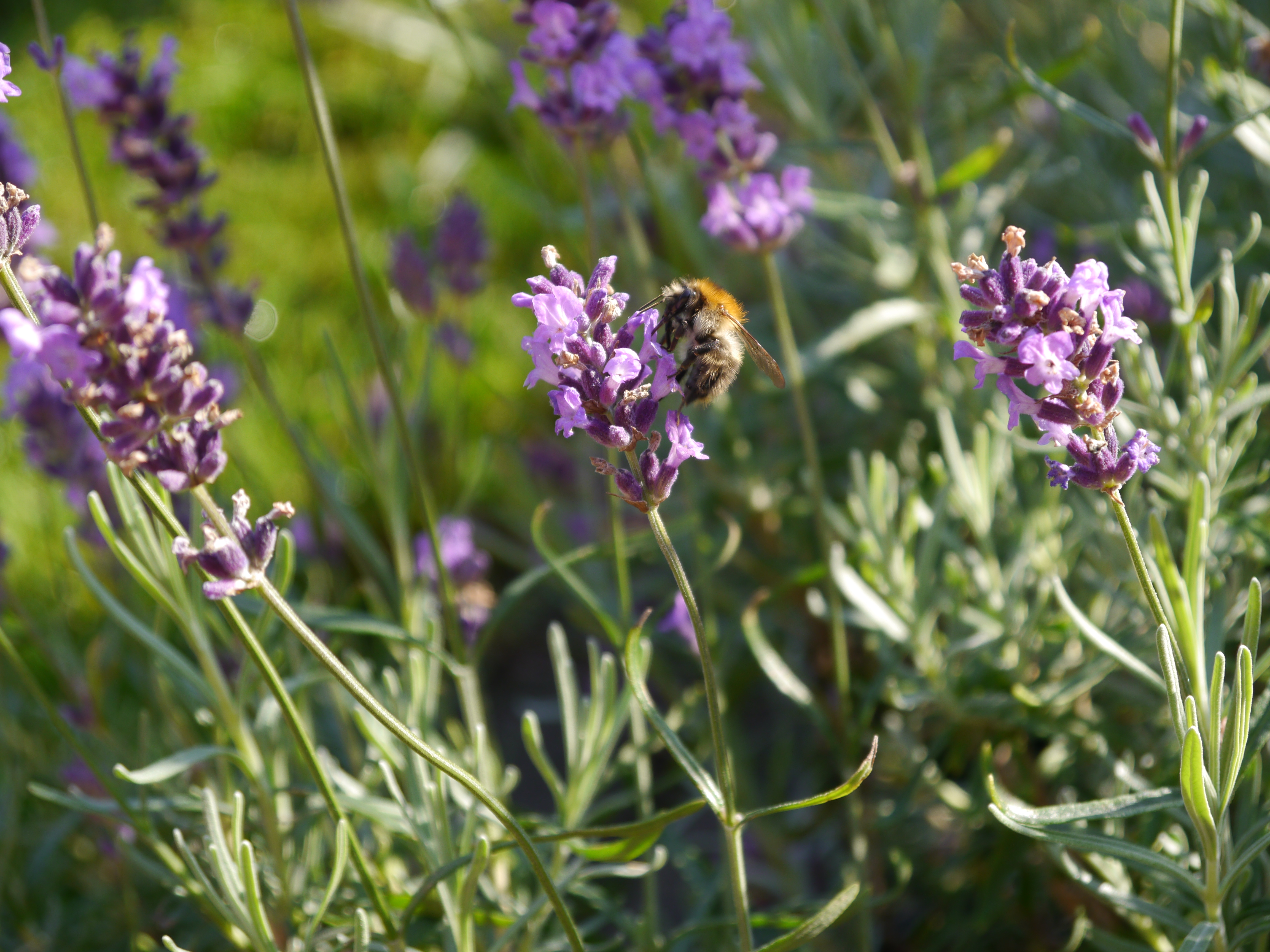 Weser-Wildkräuterspaziergang