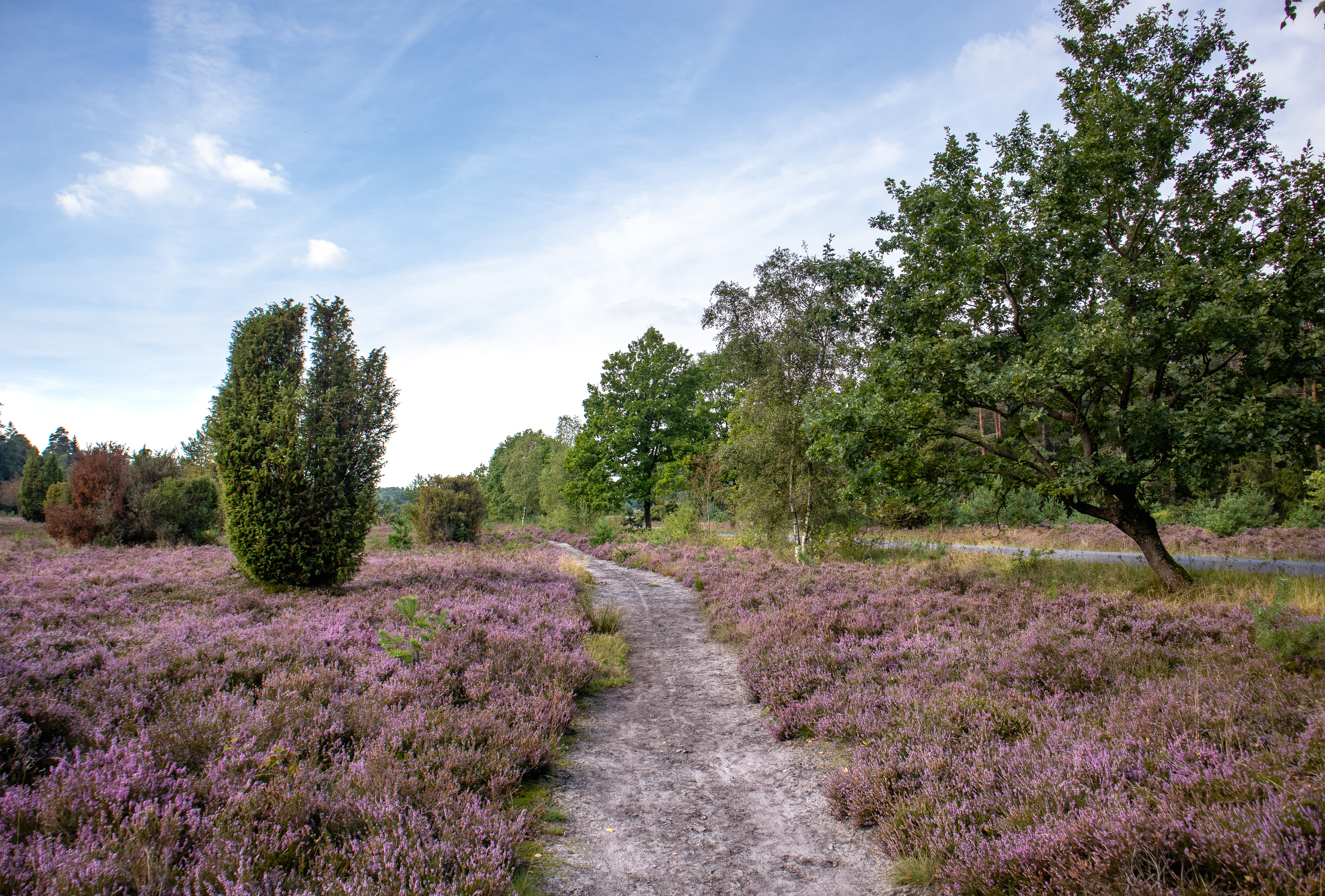 Undeloh: Wehlener Heide