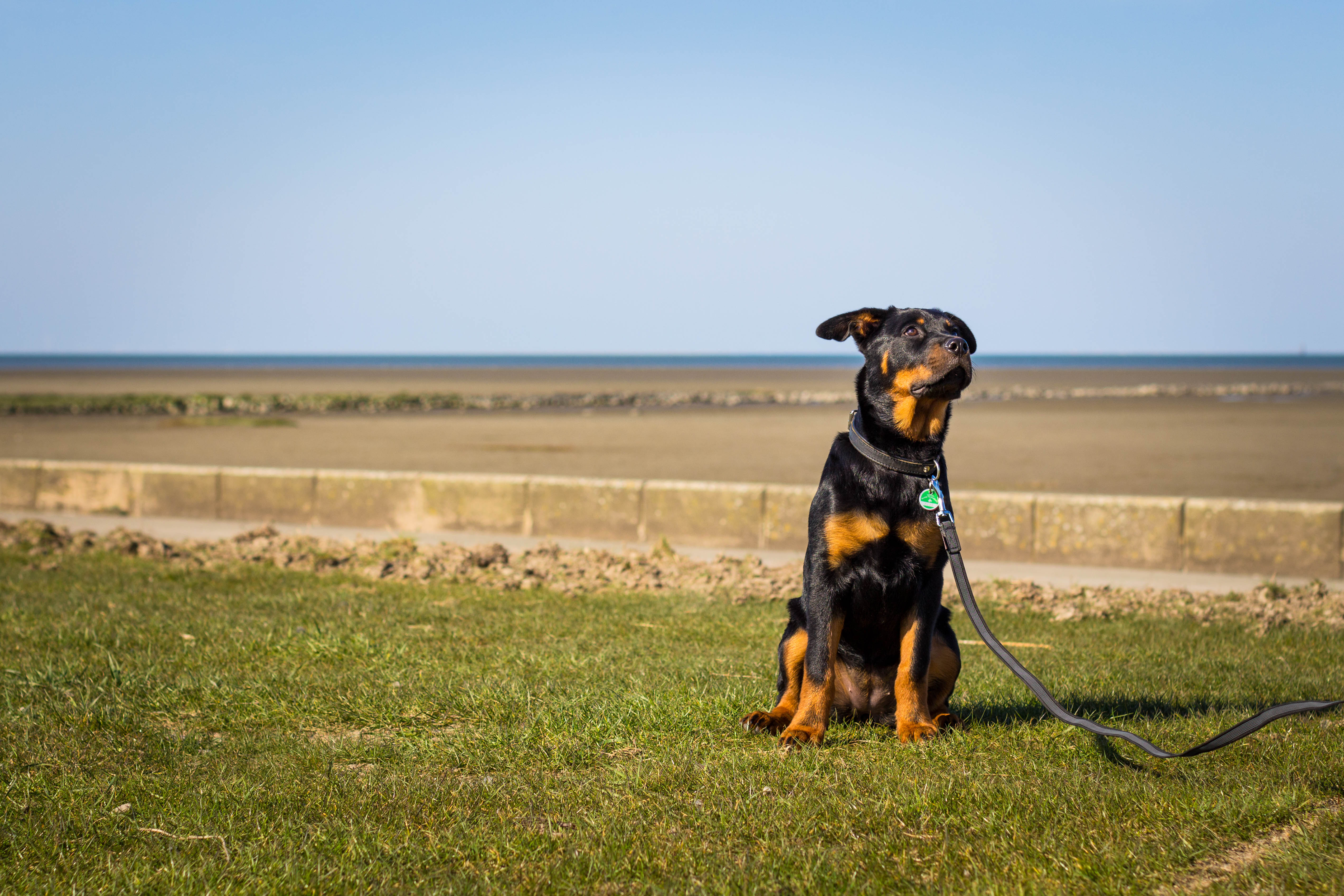 Hunde am Grünstrand in Wremen