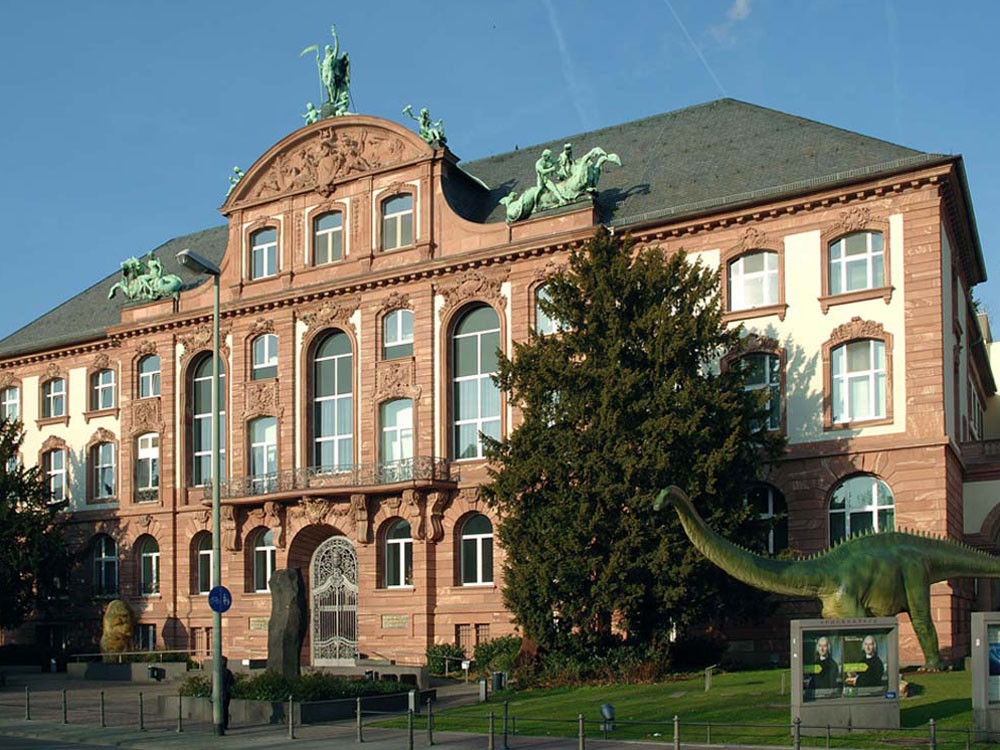 Elf Frauen