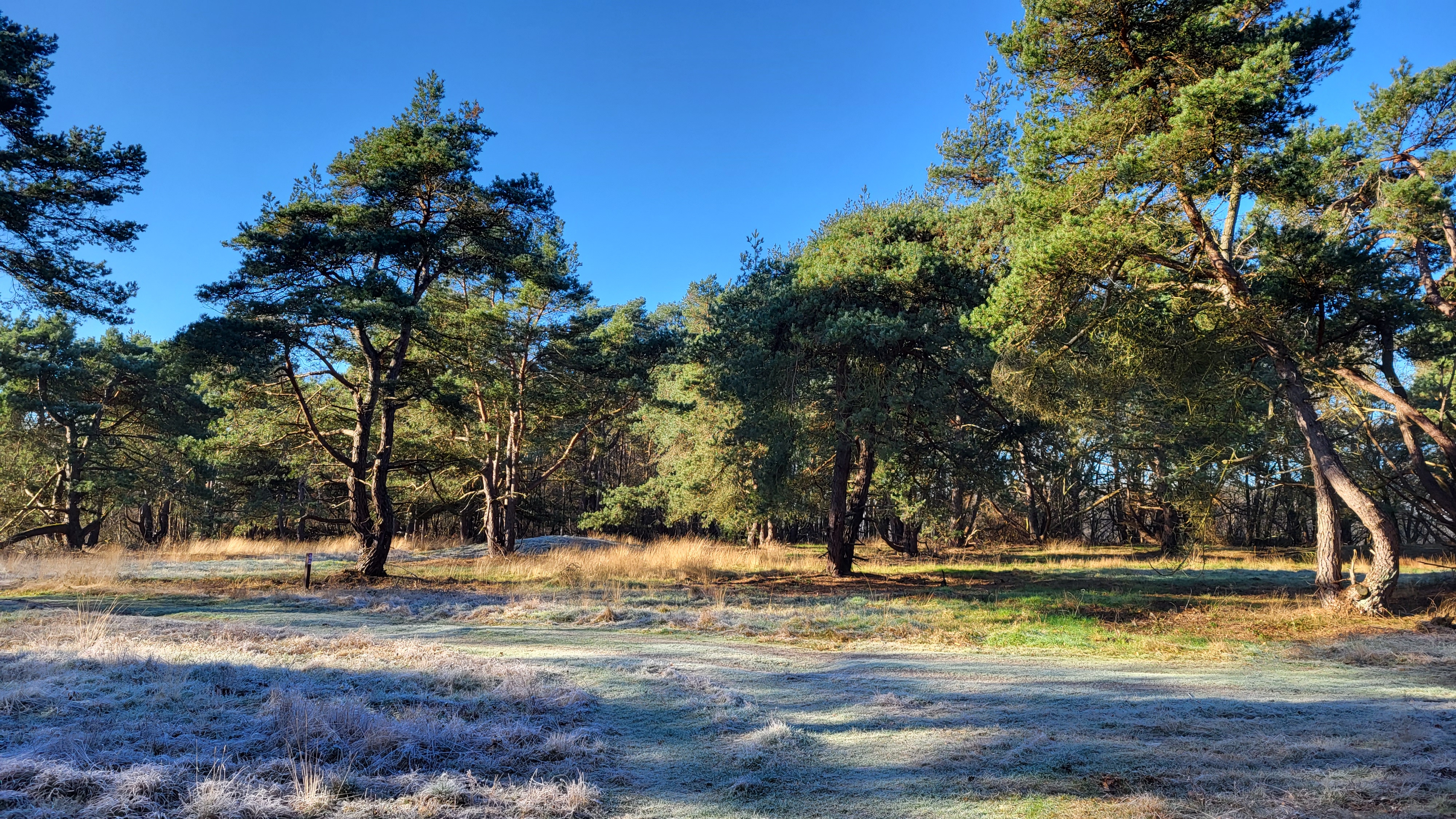Grabhügelfeld in den Dünentannen