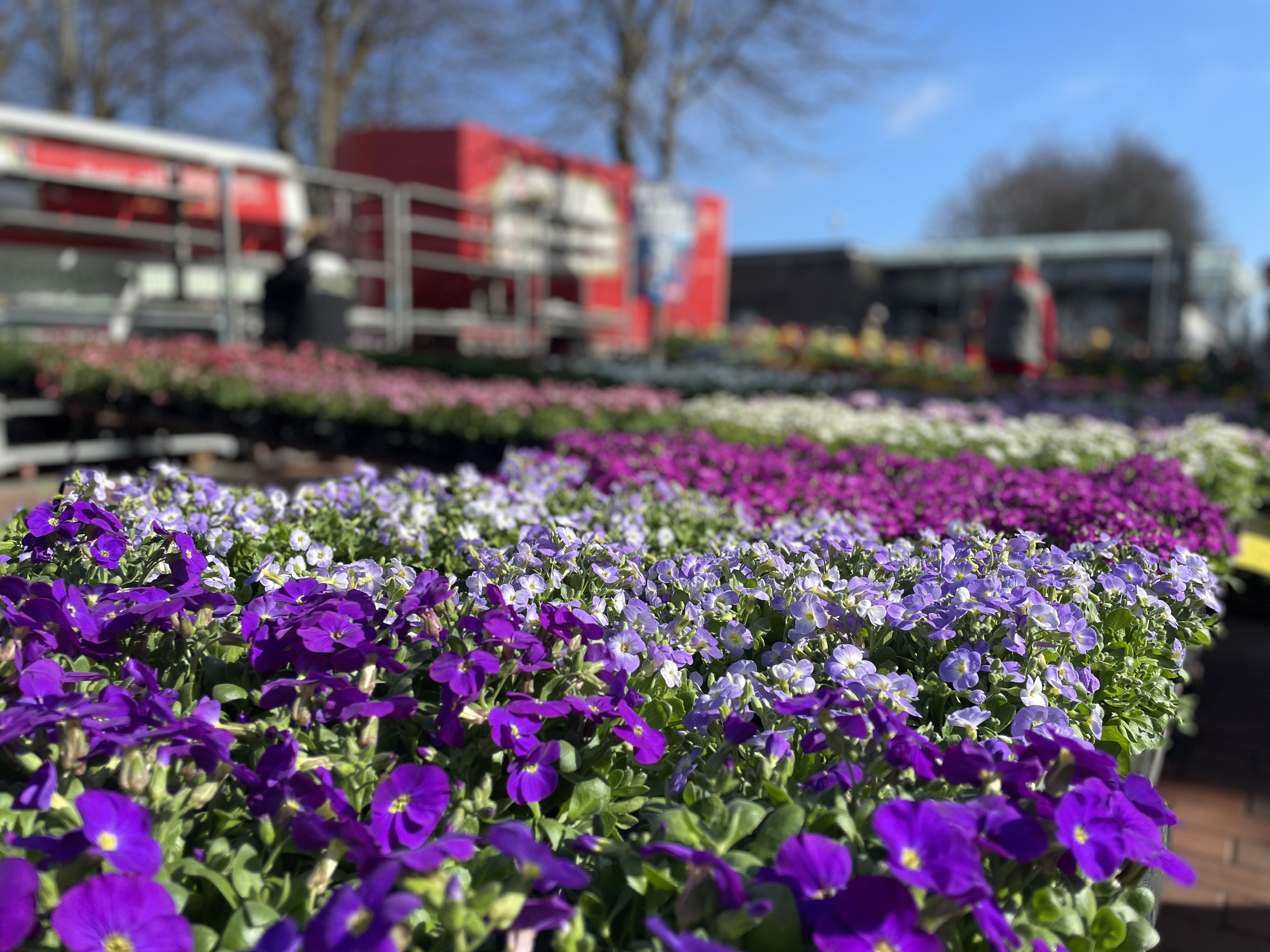 Frühlings- & Blumenmarkt in Heide