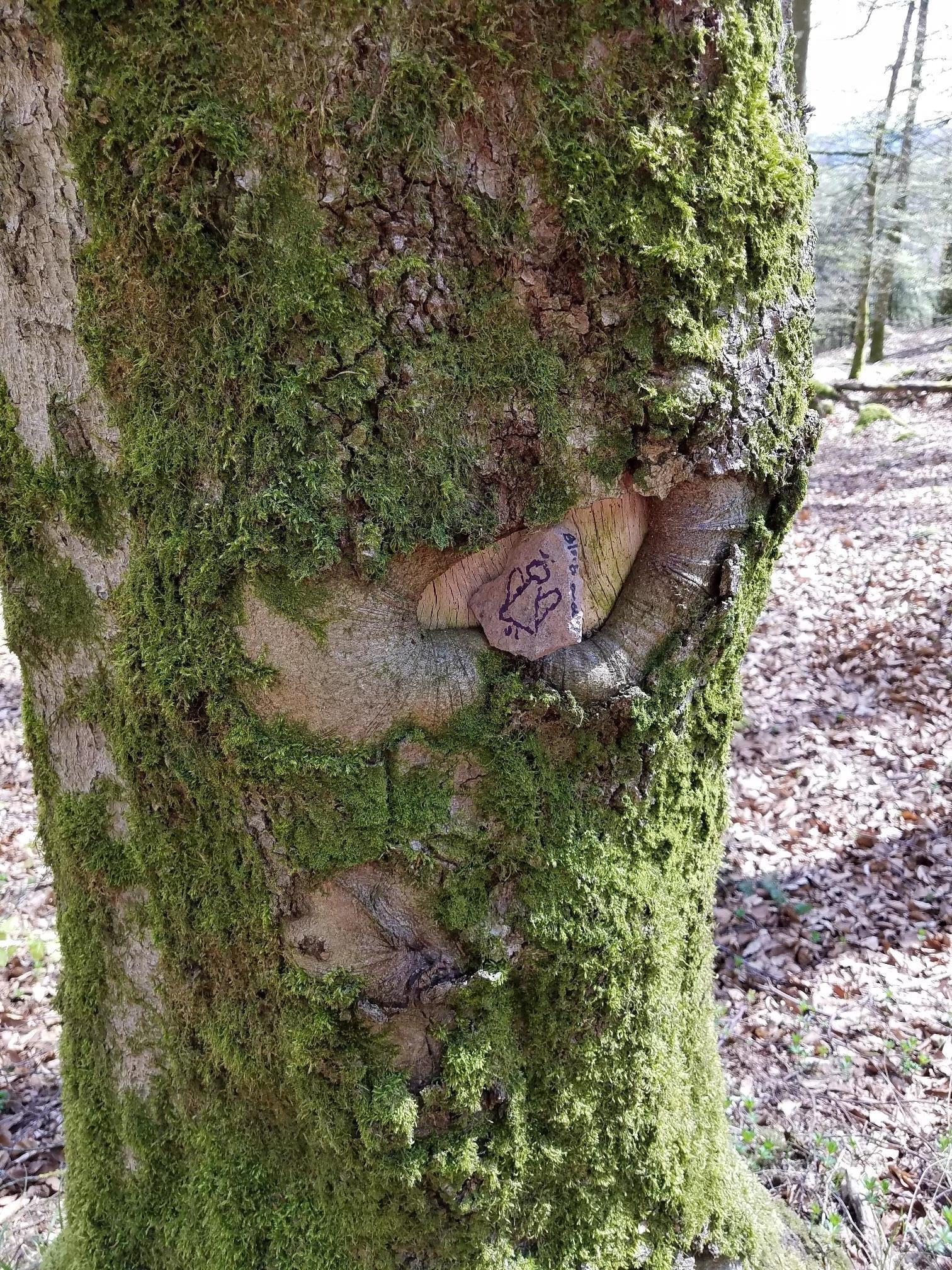 Ferienwohnung Wald und Wiese, Gerolstein