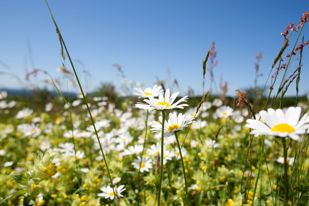 Frühling im Saarland