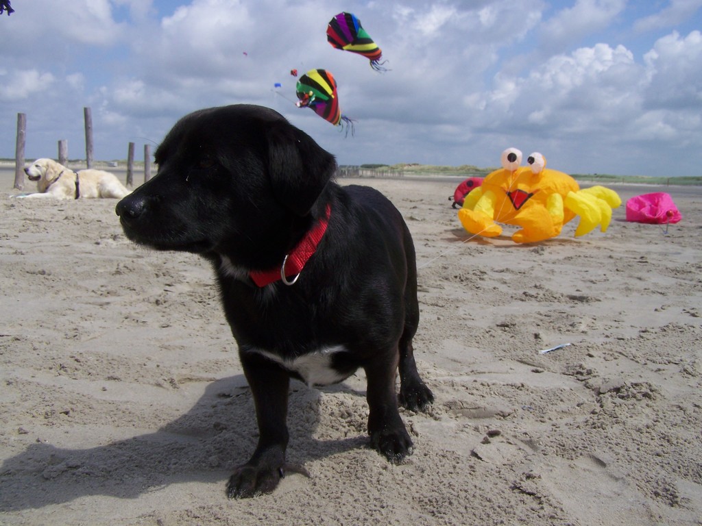 Hundestrand Harlesiel