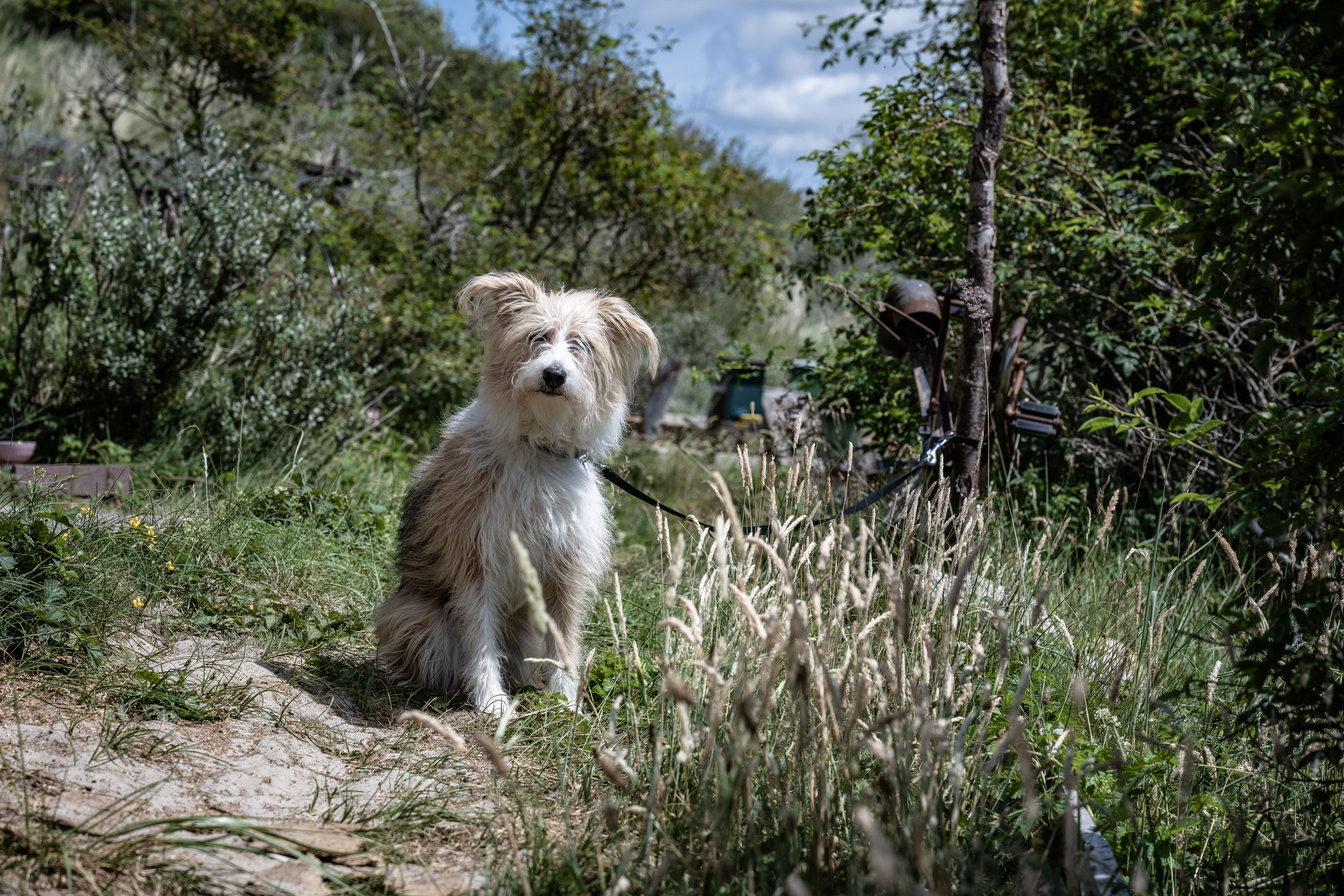 Schönste Gassistrecken für Mensch und Hund: Hundestrand Ost