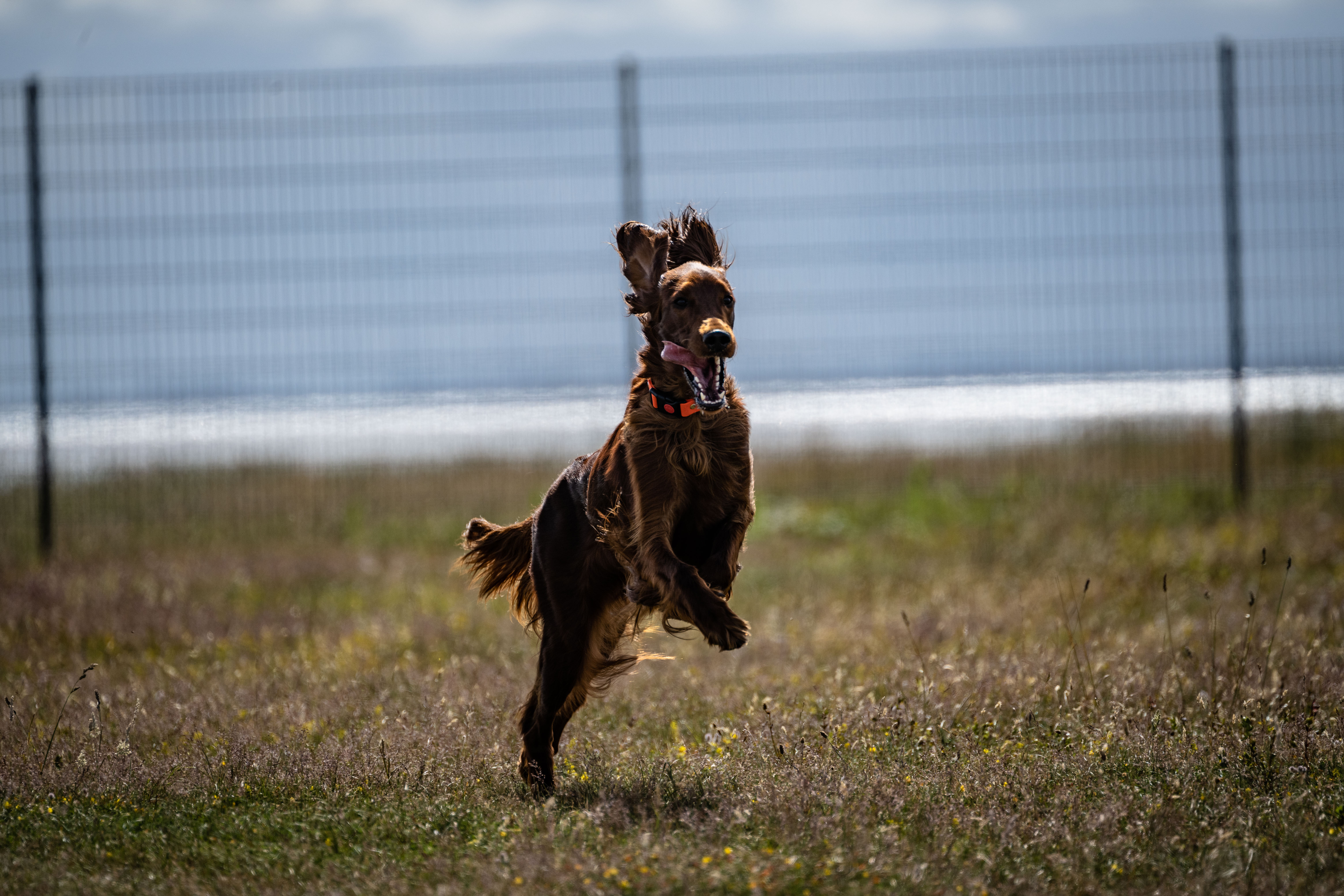 Schönste Gassistrecken für Mensch und Hund: Hundestrand West