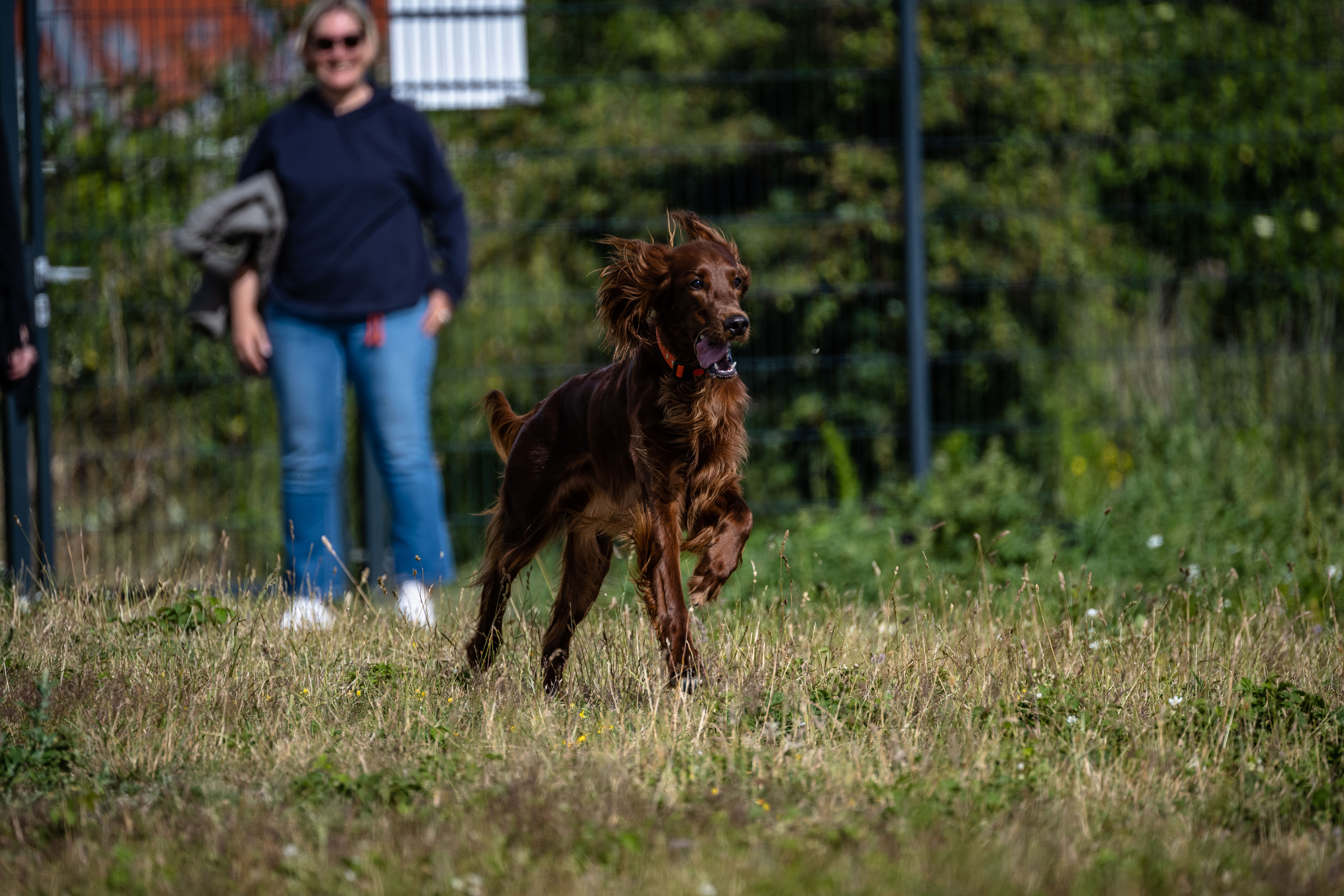 Schönste Gassistrecken für Mensch und Hund: Durchs Wäldchen