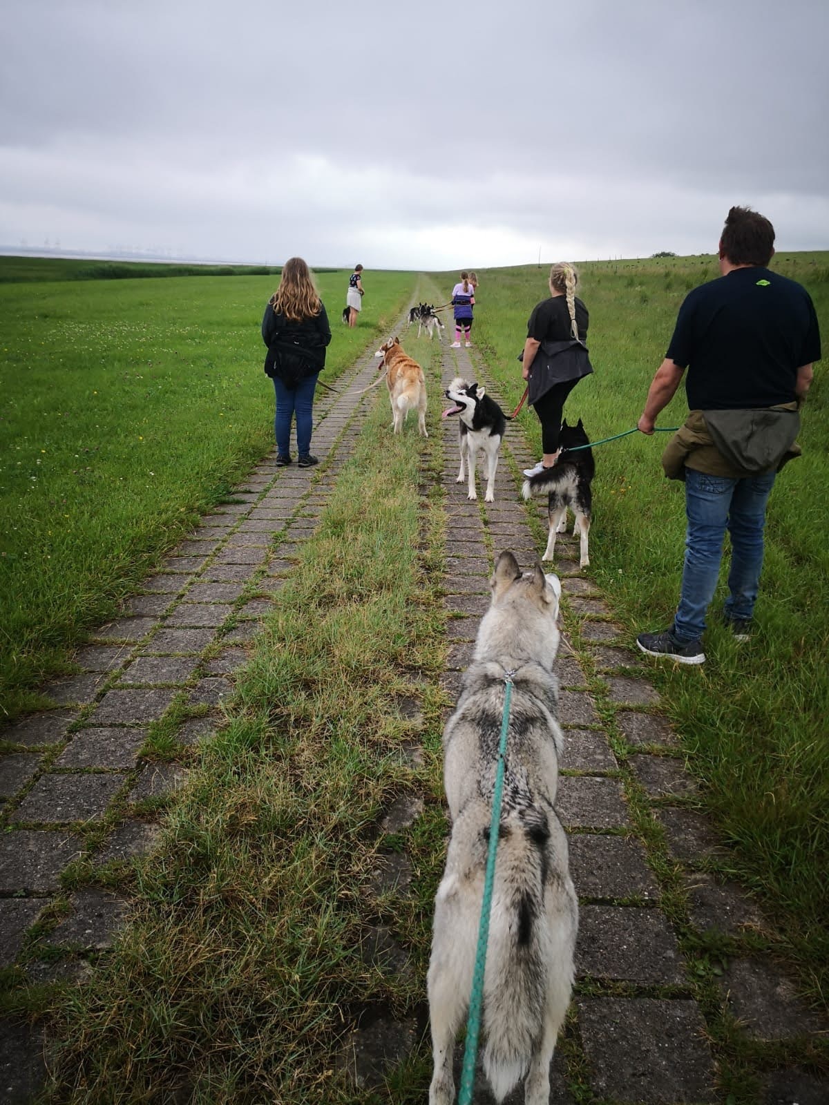 Lerne die Huskys kennen