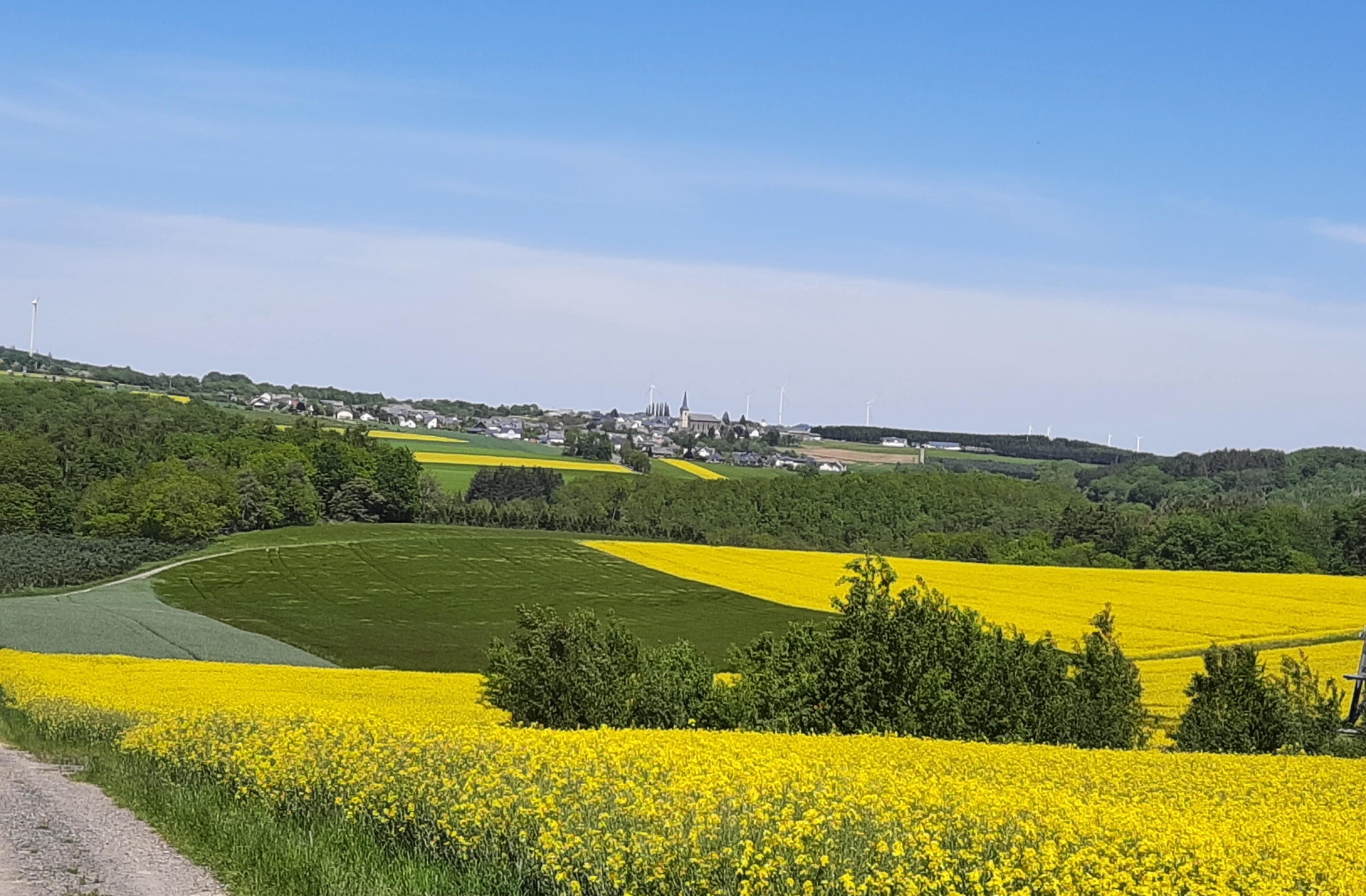 Hambuch während der Rapsblüte