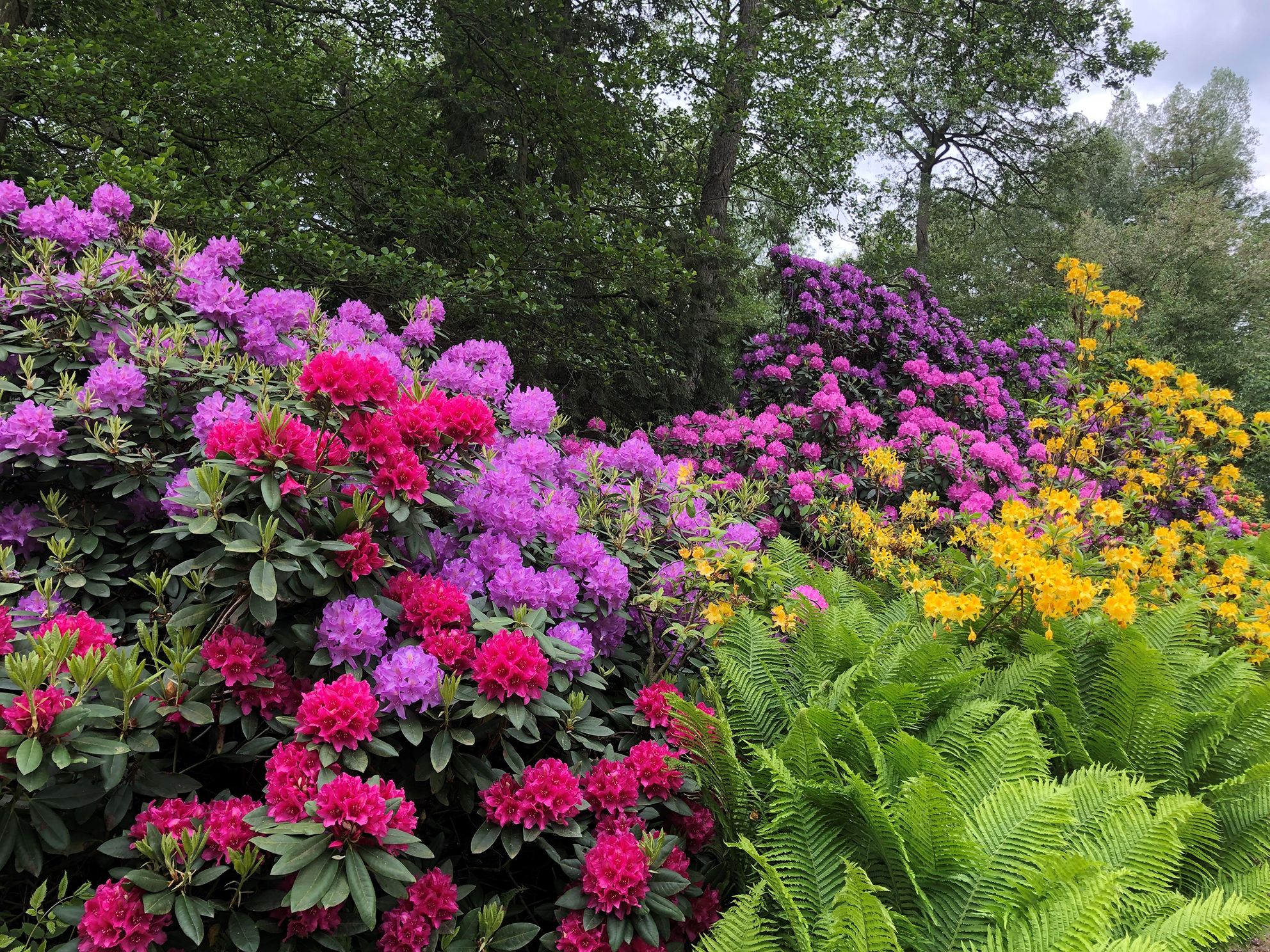 Rhododendron-Park im Kurpark Bad Bevensen