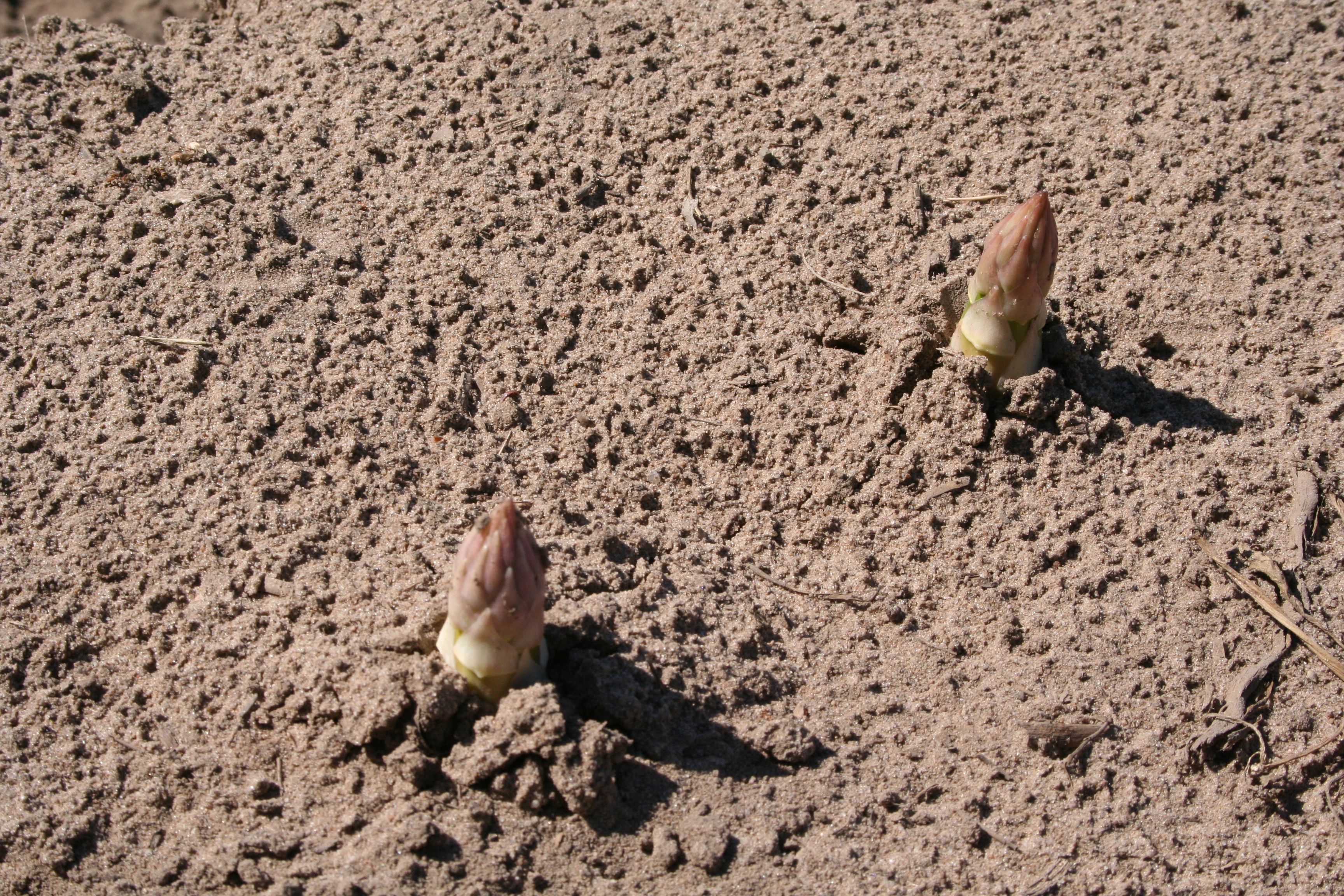 Spargelspitzen im Feld