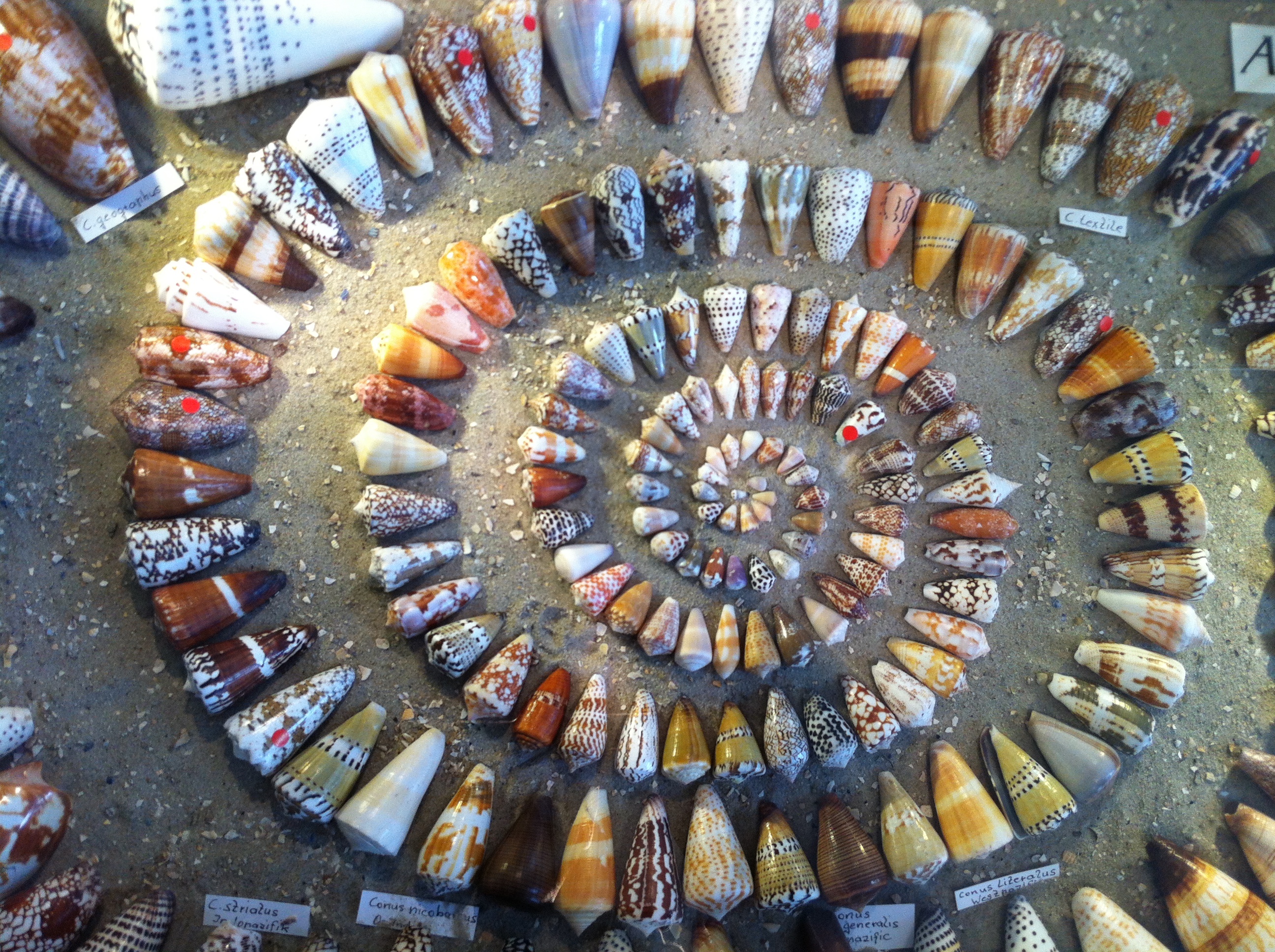 Muschelmuseum